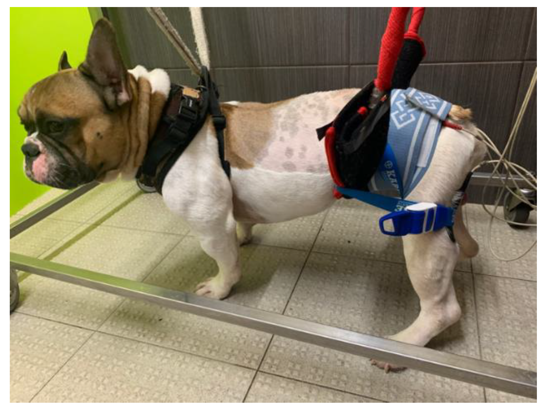 Animals | Free Full-Text | Functional Neurorehabilitation in Dogs with an  Incomplete Recovery 3 Months following Intervertebral Disc Surgery: A Case  Series | HTML