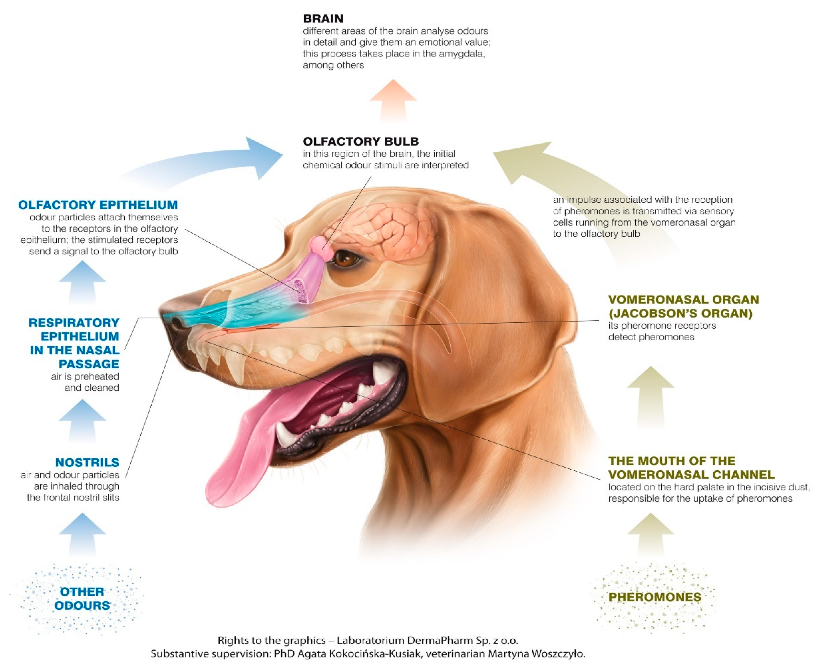 Canine Olfaction: Physiology, Behavior, And Possibilities