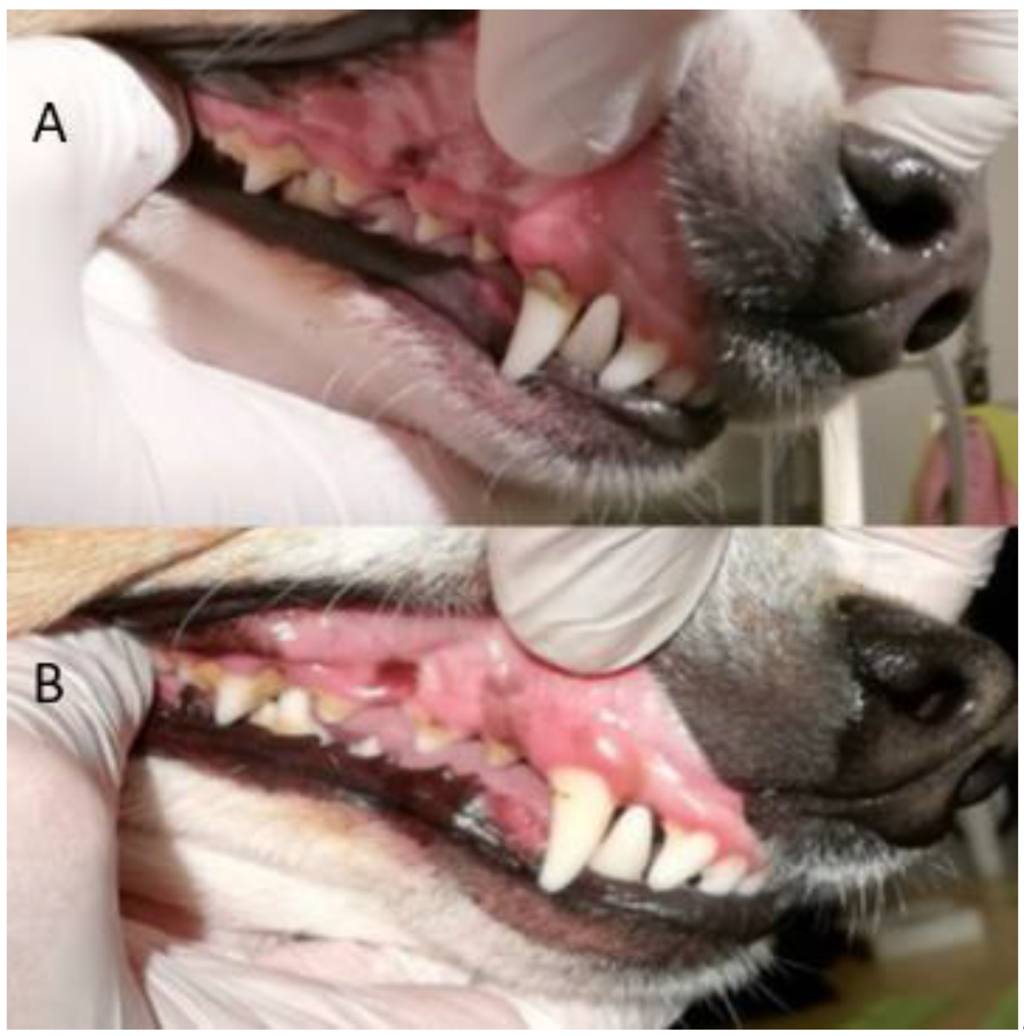 Animals | Free Full-Text | Improved Oral Health and Adaptation to Treatment  in Dogs Using Manual or Ultrasonic Toothbrush or Textile of Nylon or  Microfiber for Active Dental Home Care | HTML