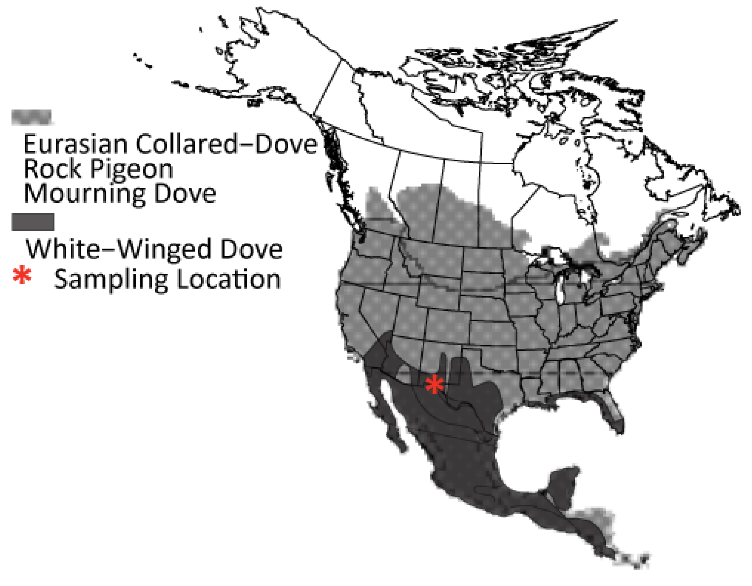 Animals | Free Full-Text | Genomic Evidence for Rare Hybridization and  Large Demographic Changes in the Evolutionary Histories of Four North  American Dove Species