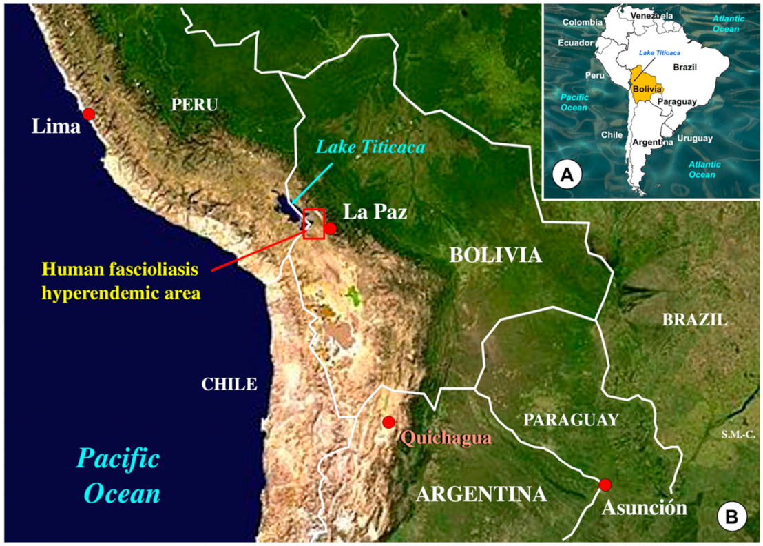 Animals 11 02693 g002