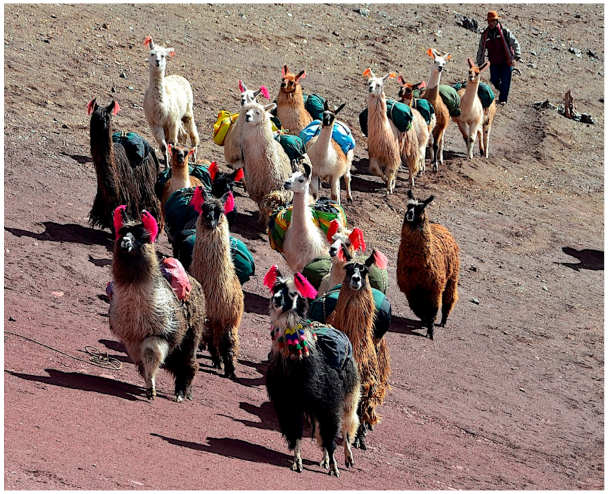 Animals 11 02693 g008