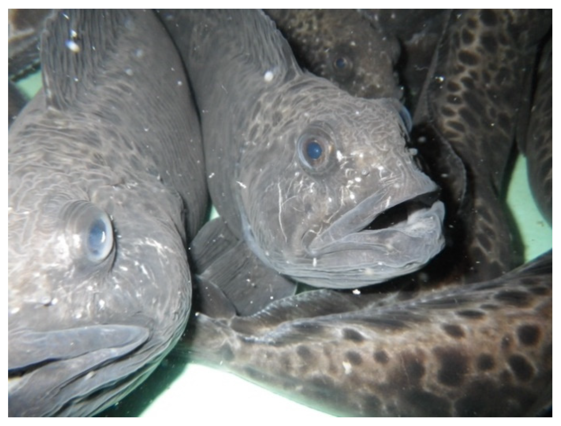 Animals | Free Full-Text | Spotted Wolffish Broodstock Management and Egg  Production: Retrospective, Current Status, and Research Priorities