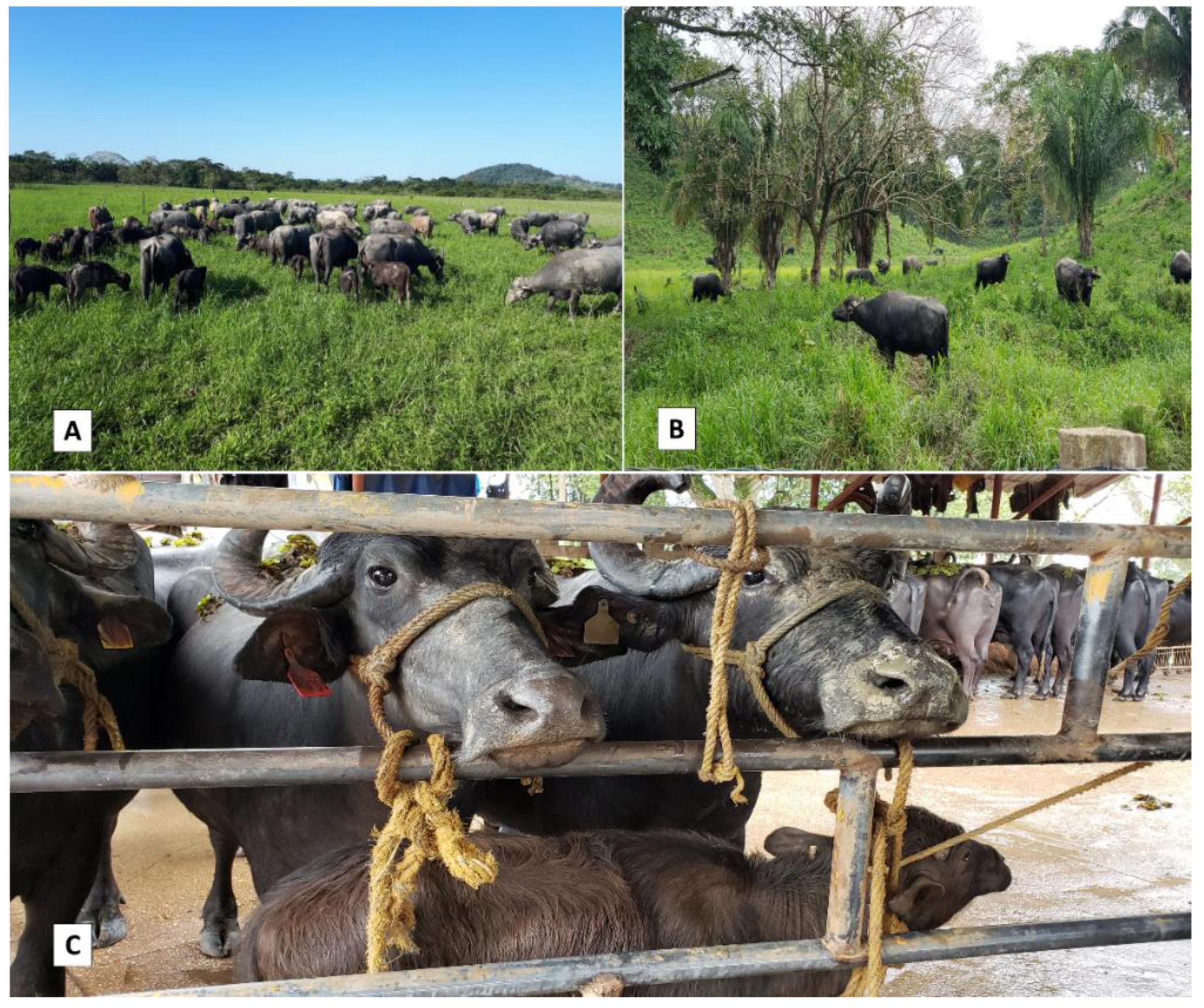 ru Cape sandaler Animals | Free Full-Text | Dual-Purpose Water Buffalo Production Systems in  Tropical Latin America: Bases for a Sustainable Model | HTML