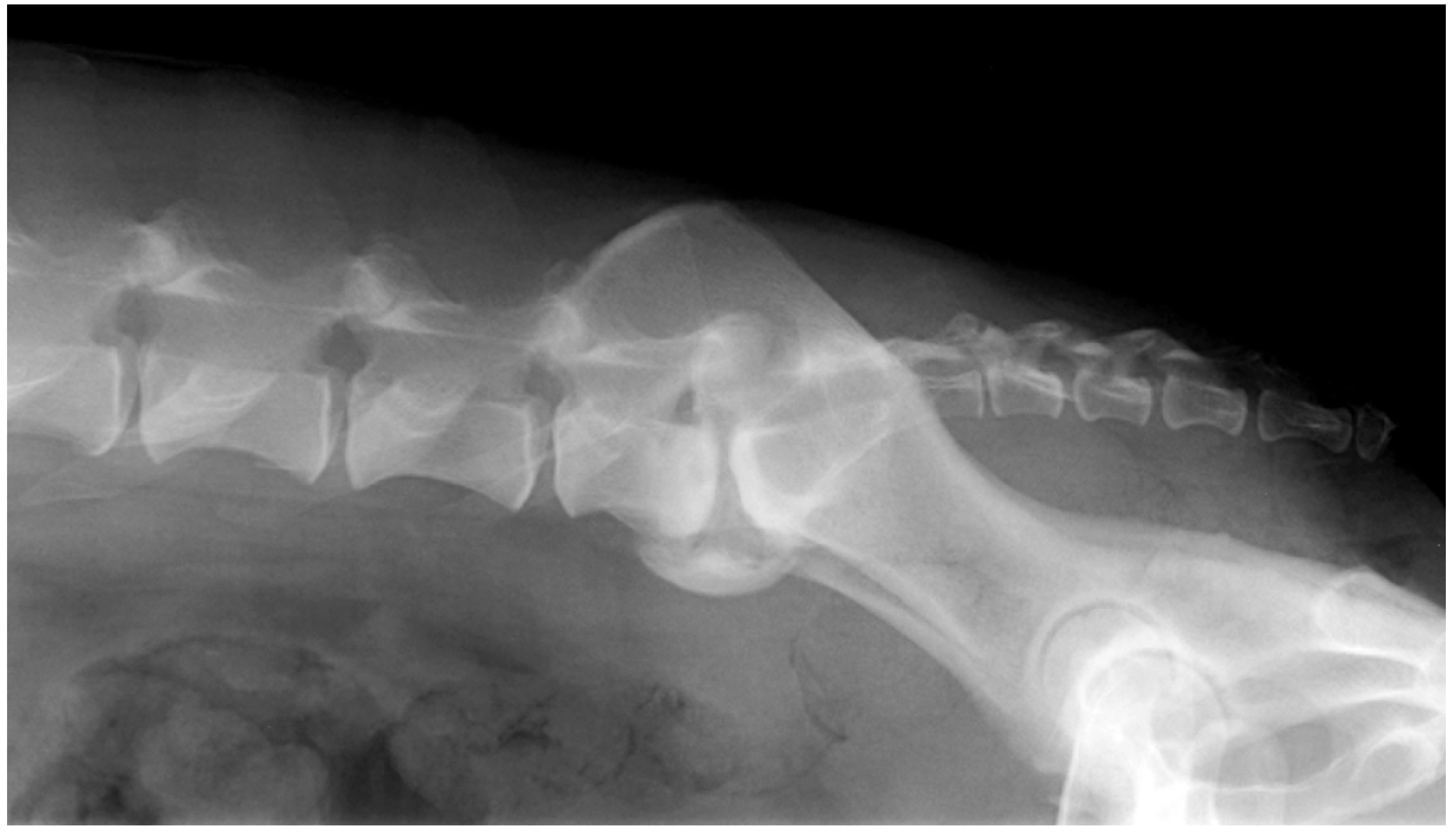 what-causes-spinal-stenosis-in-dogs