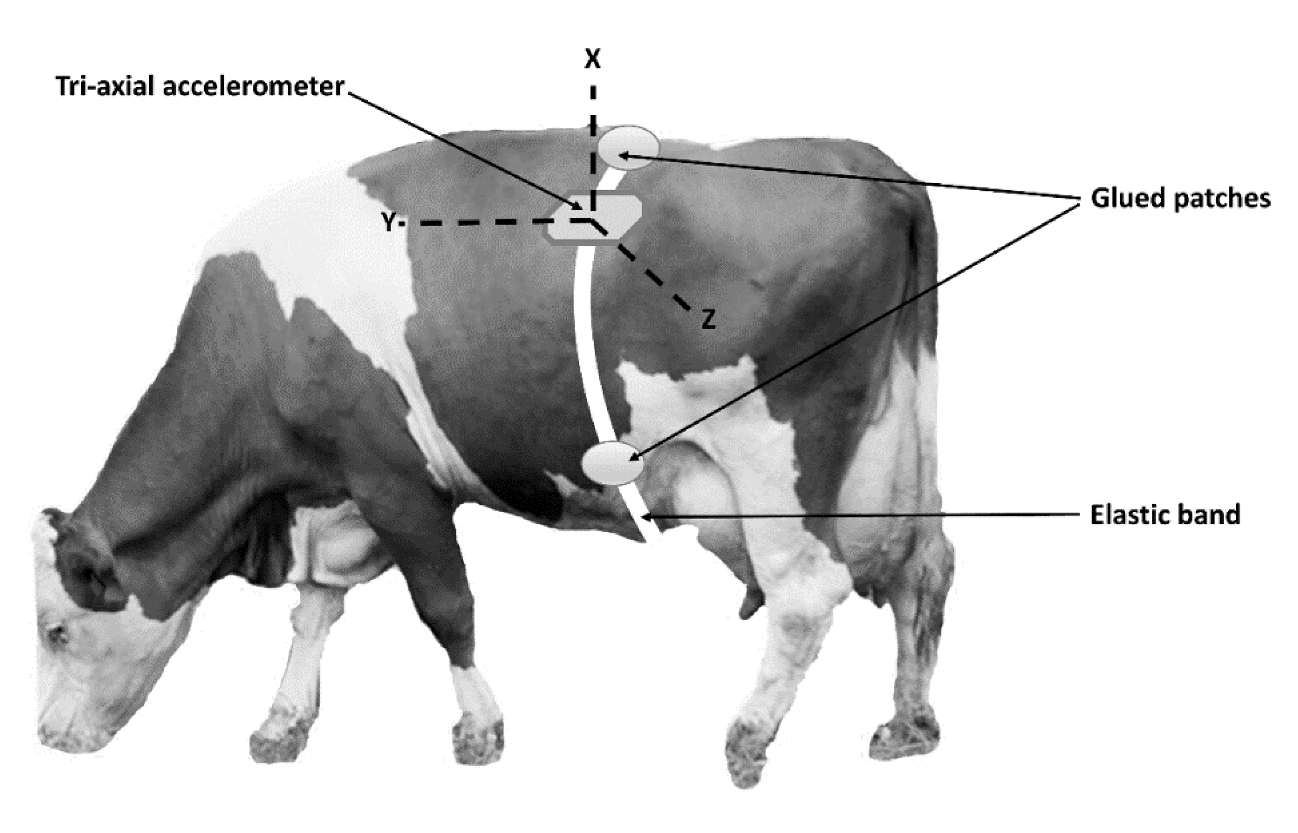 Animals | Free Full-Text | Machine Learning to Detect Posture and Behavior  in Dairy Cows: Information from an Accelerometer on the Animal's Left Flank