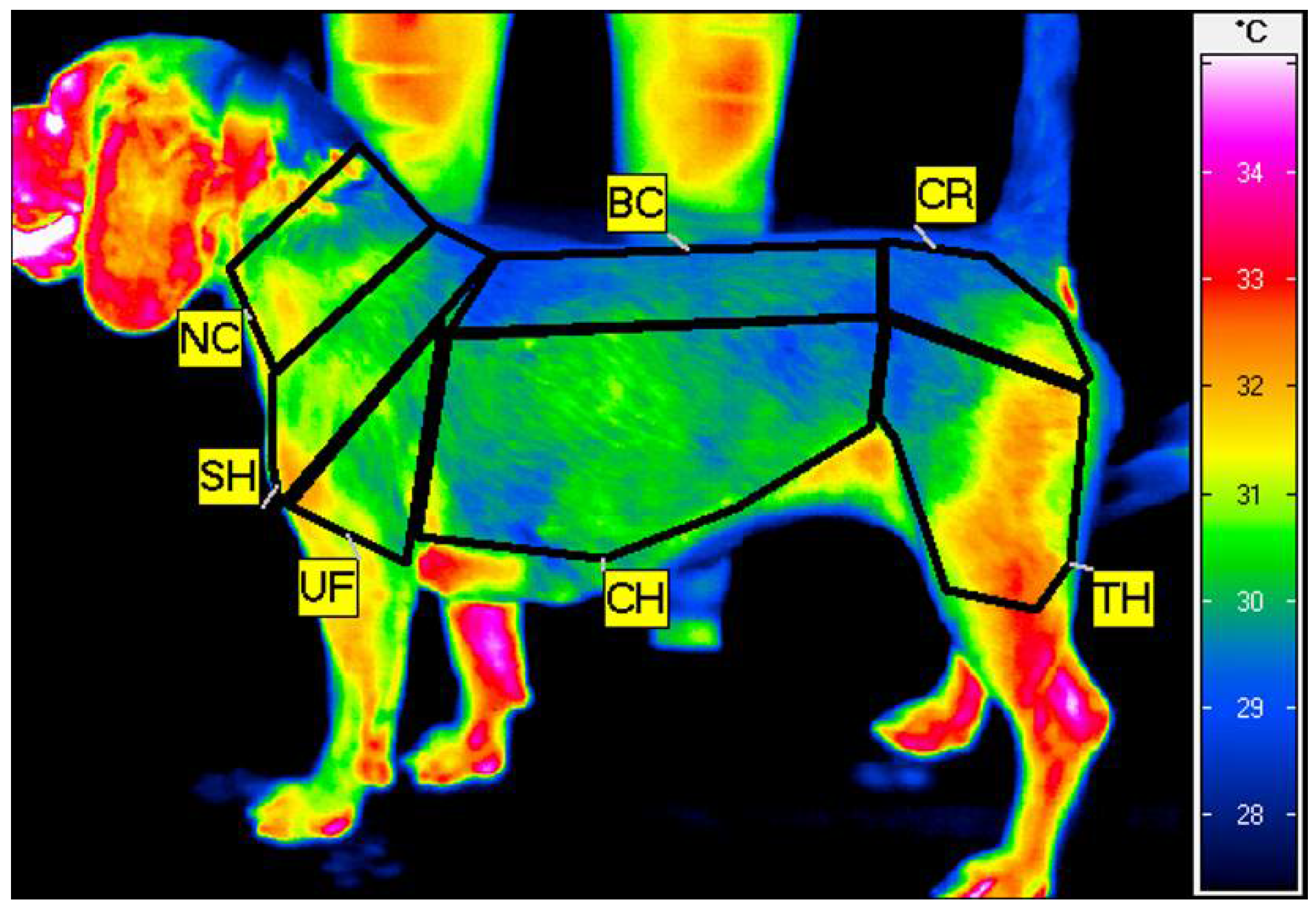 Beagle exercise hot sale treadmill