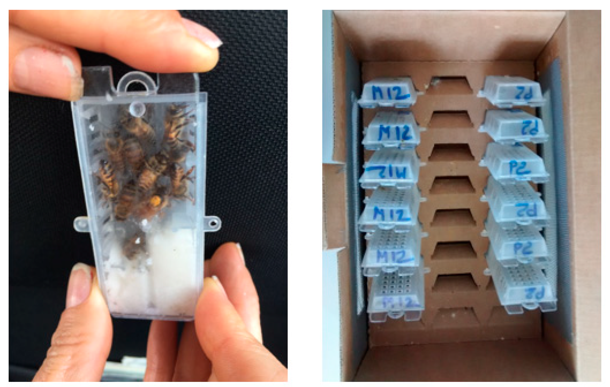 Animals 11 03054 g001