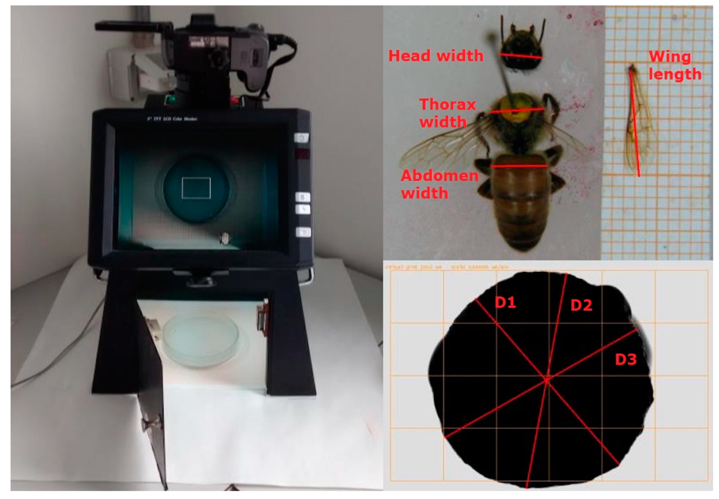 Animals 11 03054 g002