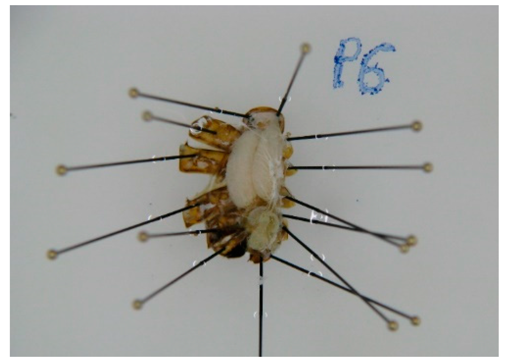 Animals 11 03054 g003