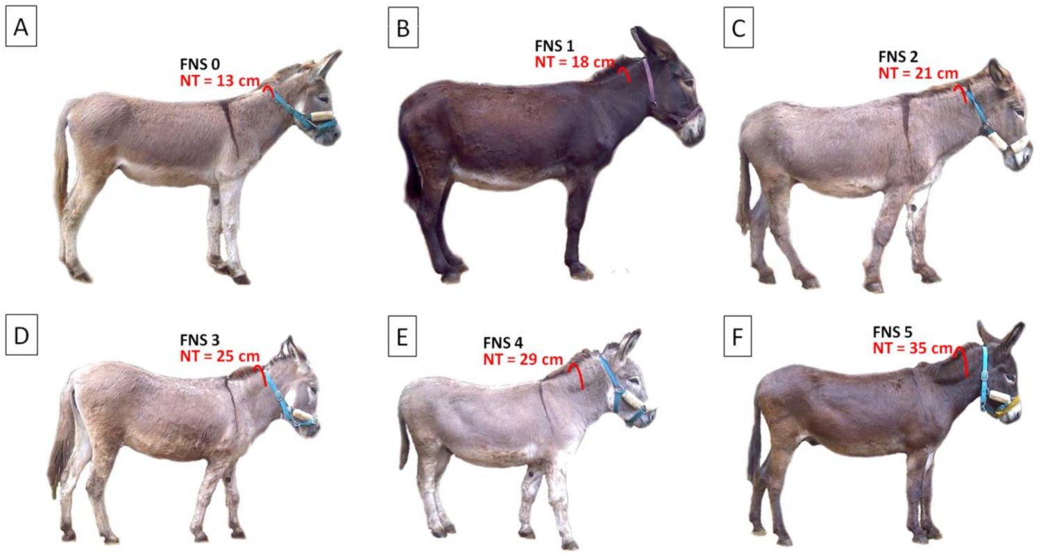 Animals | Free Full-Text | Characteristics of the Donkey's Dorsal Profile  in Relation to Its Functional Body Condition Assessment