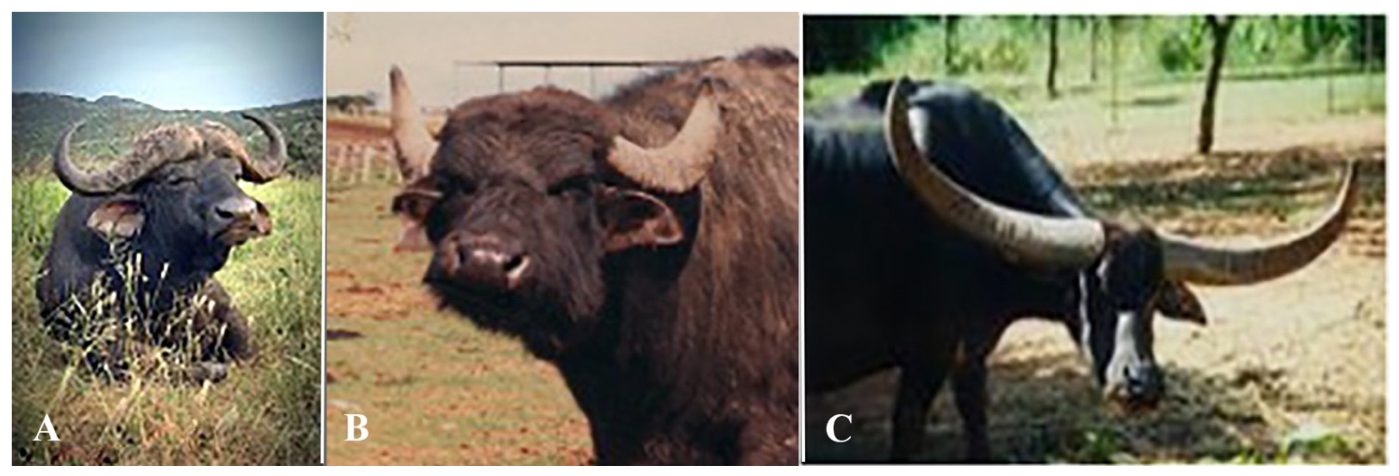 Animals | Free Full-Text | The Cytogenetics of the Water Buffalo: A Review