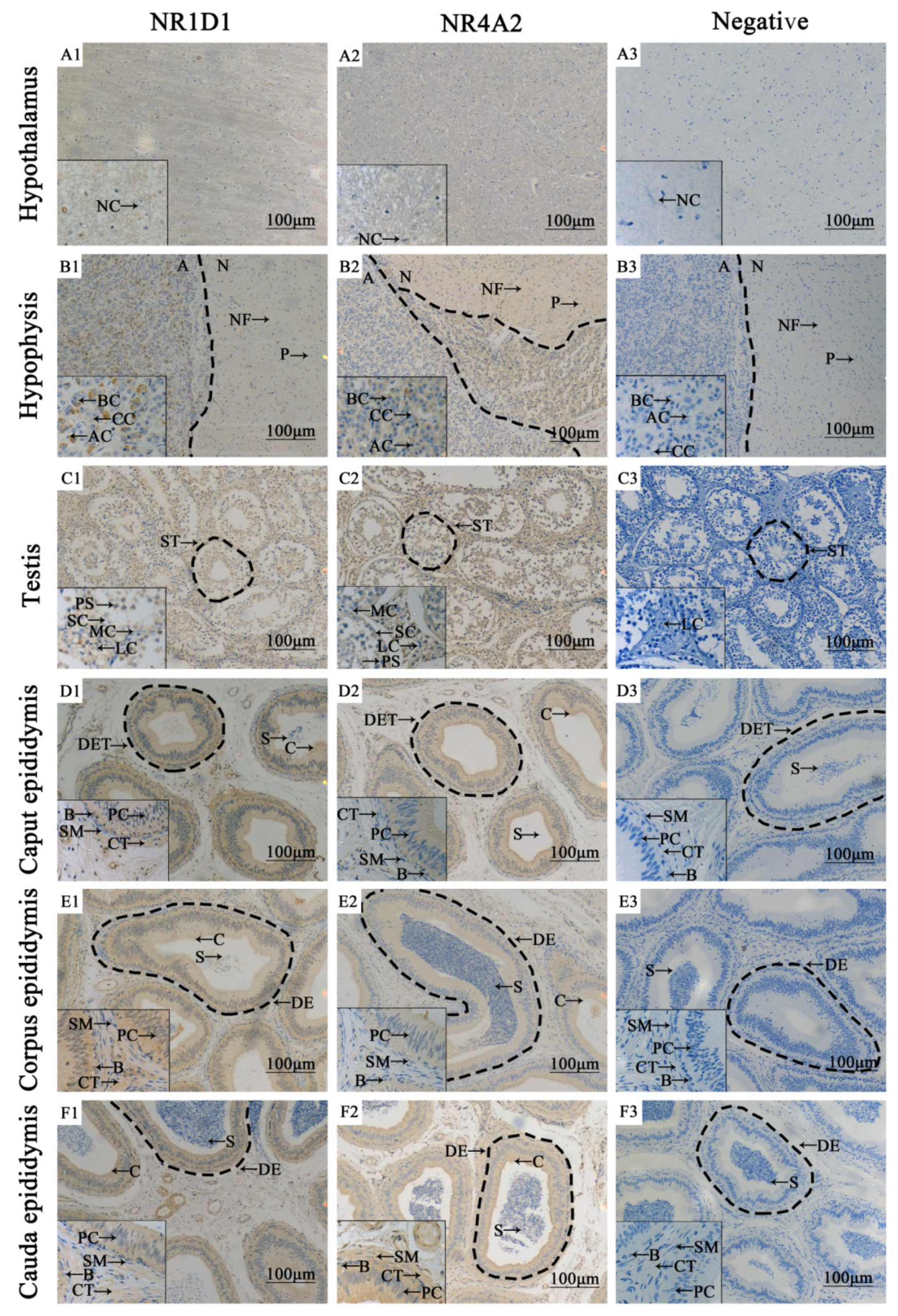Animals 11 03117 g002