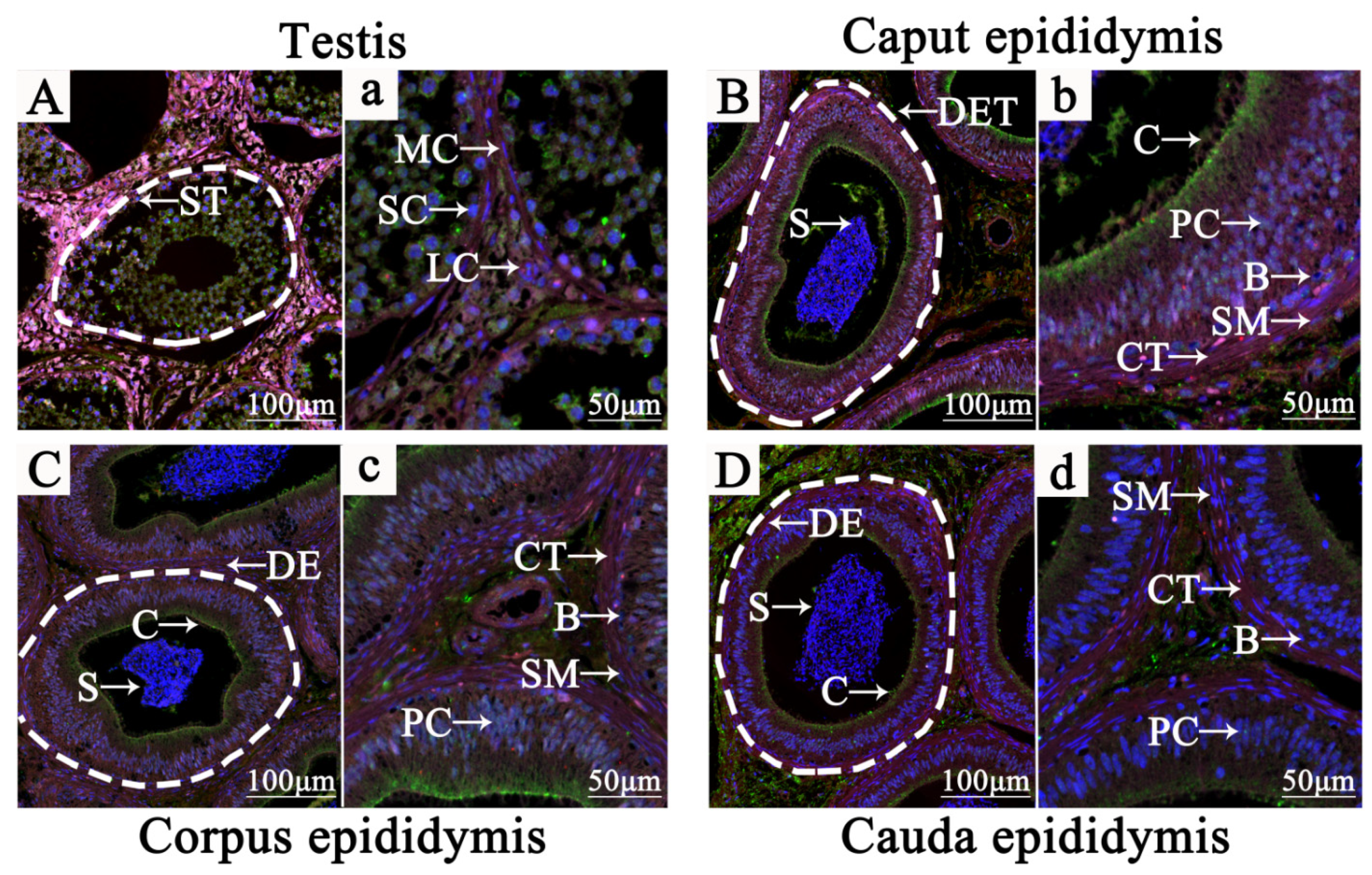 Animals 11 03117 g003