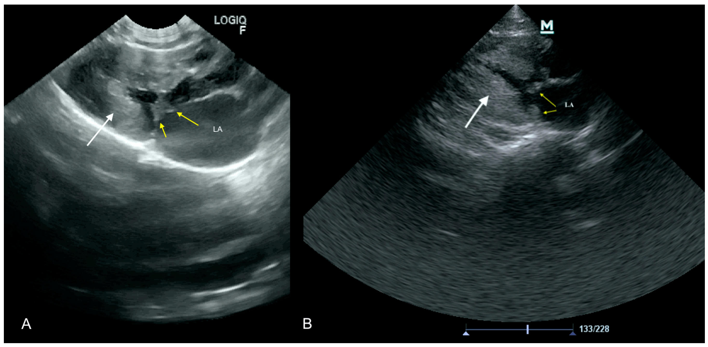 Animals 11 03162 g004 Animals 11 03162 g004