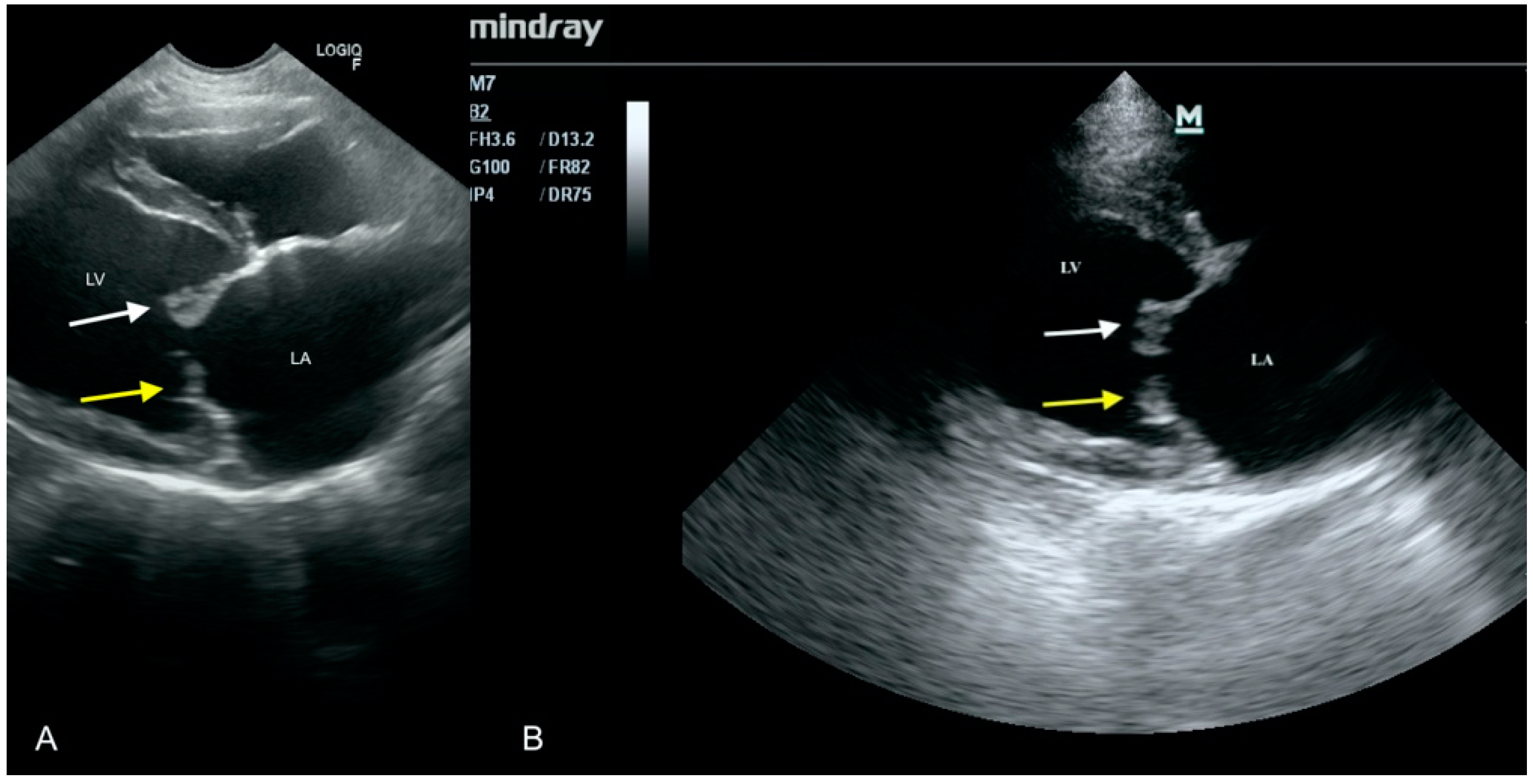 Animals 11 03162 g006 Animals 11 03162 g006