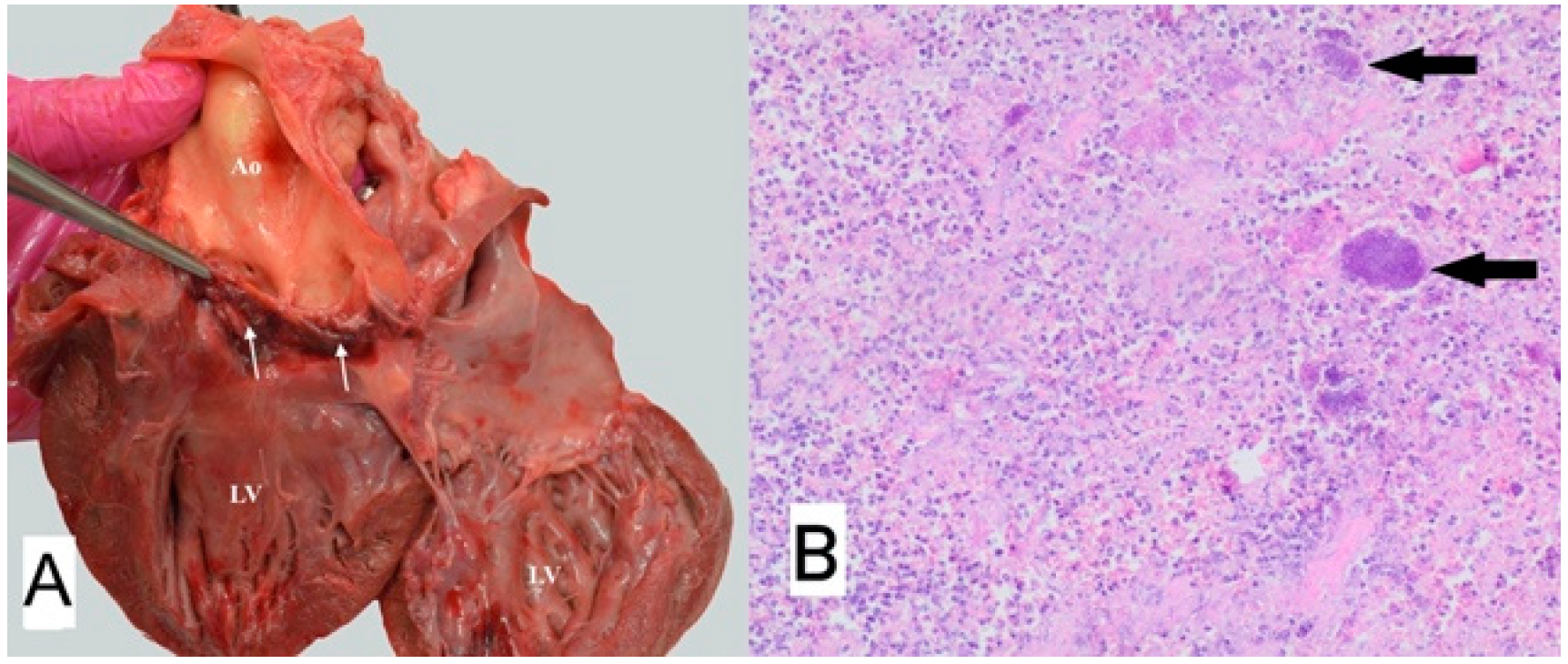 Animals 11 03162 g008 Animals 11 03162 g008