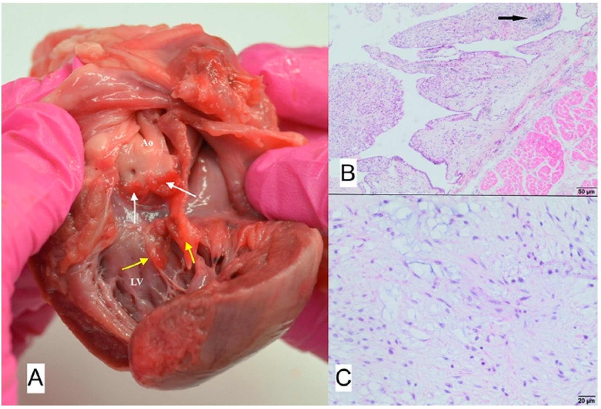 Animals 11 03162 g009 Animals 11 03162 g009