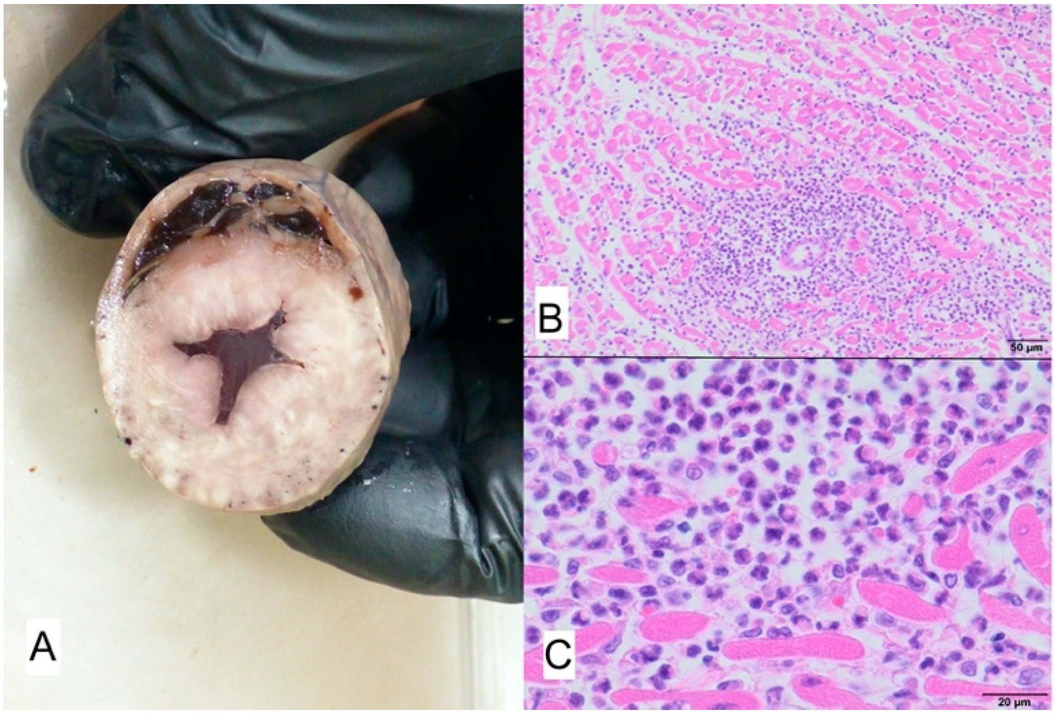 Animals 11 03162 g010 Animals 11 03162 g010