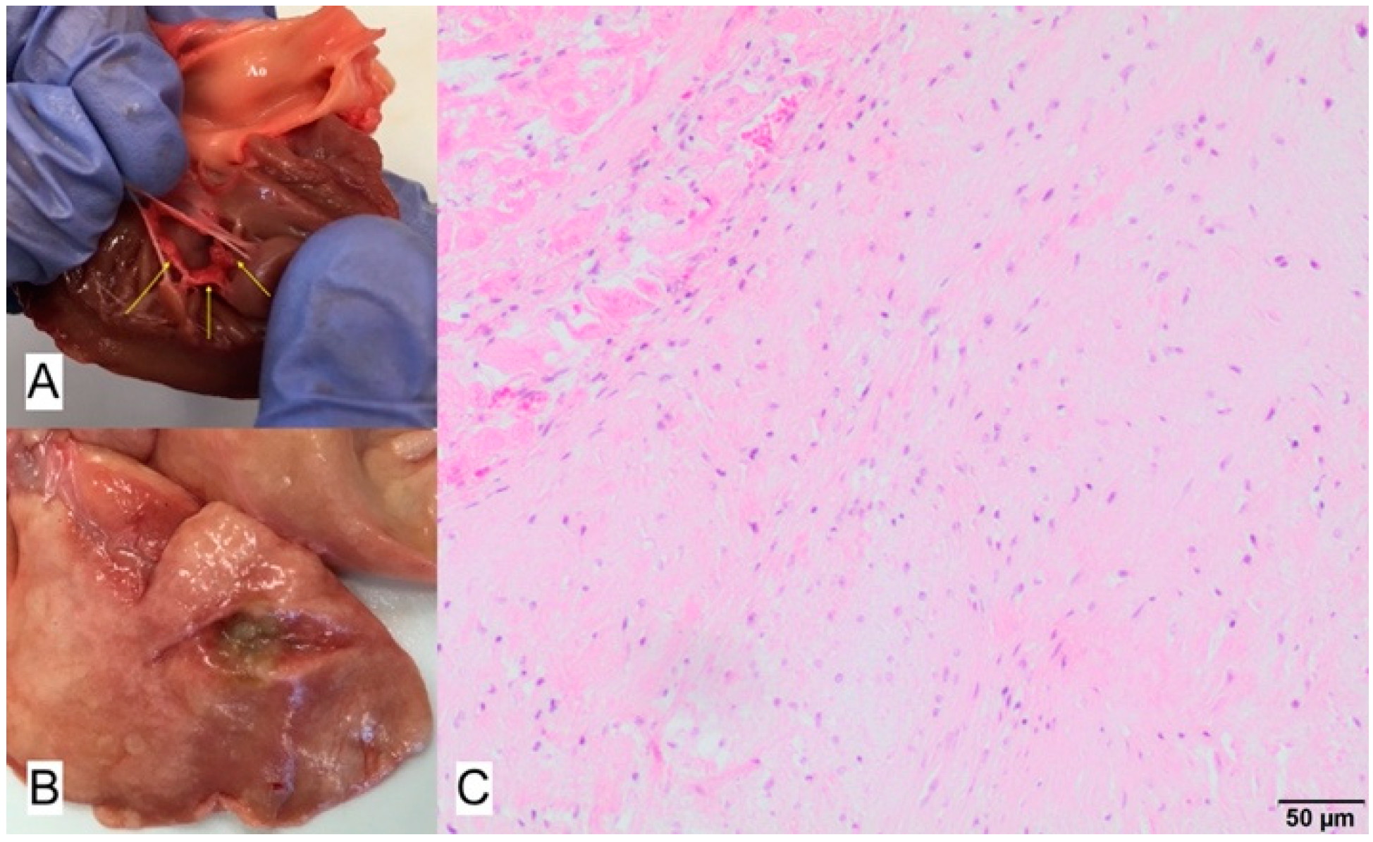 Animals 11 03162 g011 Animals 11 03162 g011