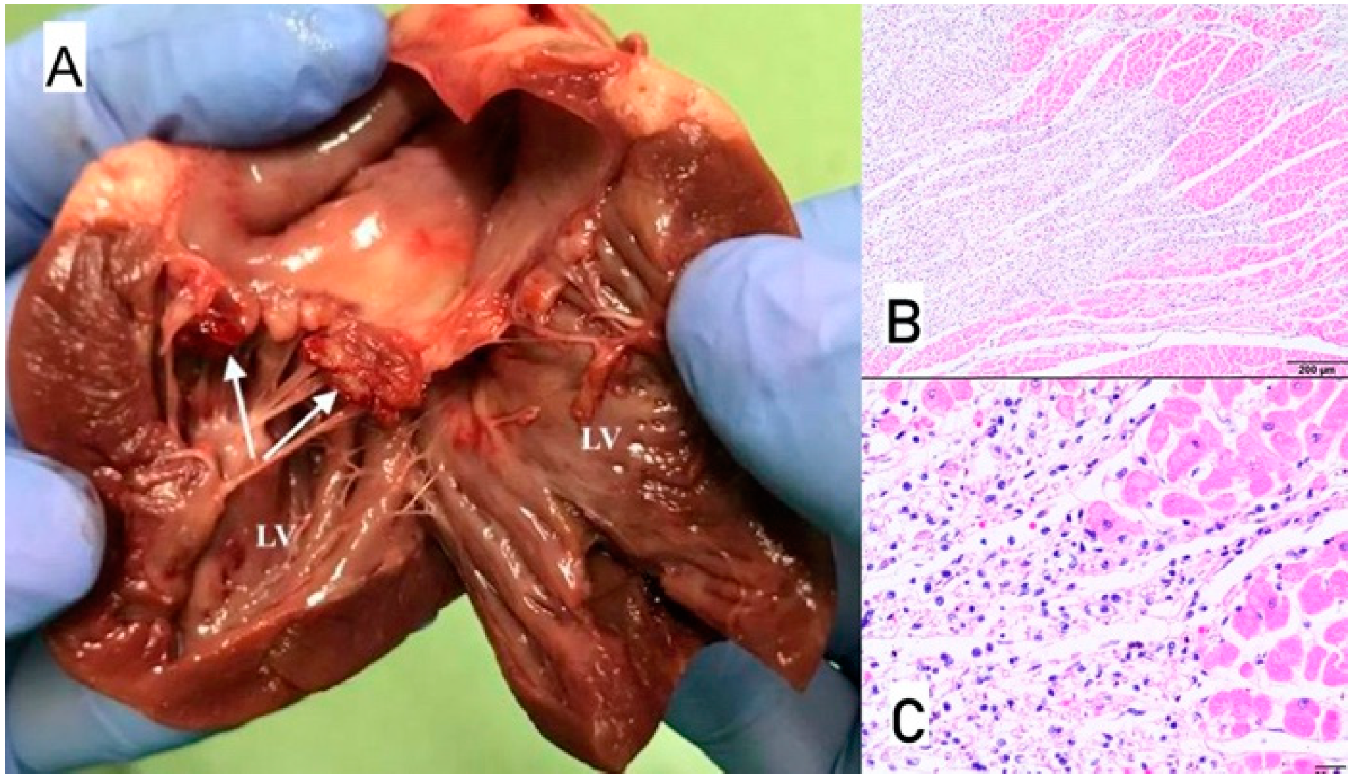 Animals 11 03162 g013 Animals 11 03162 g013