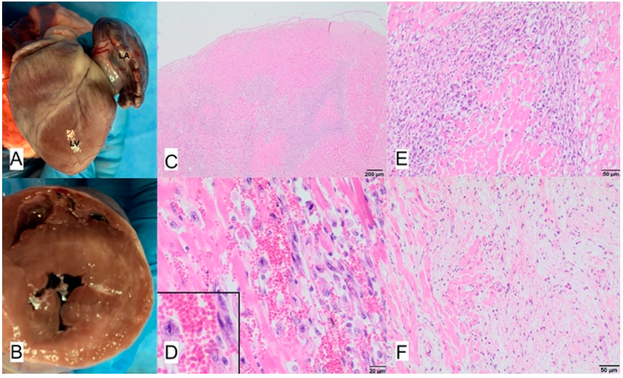 Animals 11 03162 g014 Animals 11 03162 g014