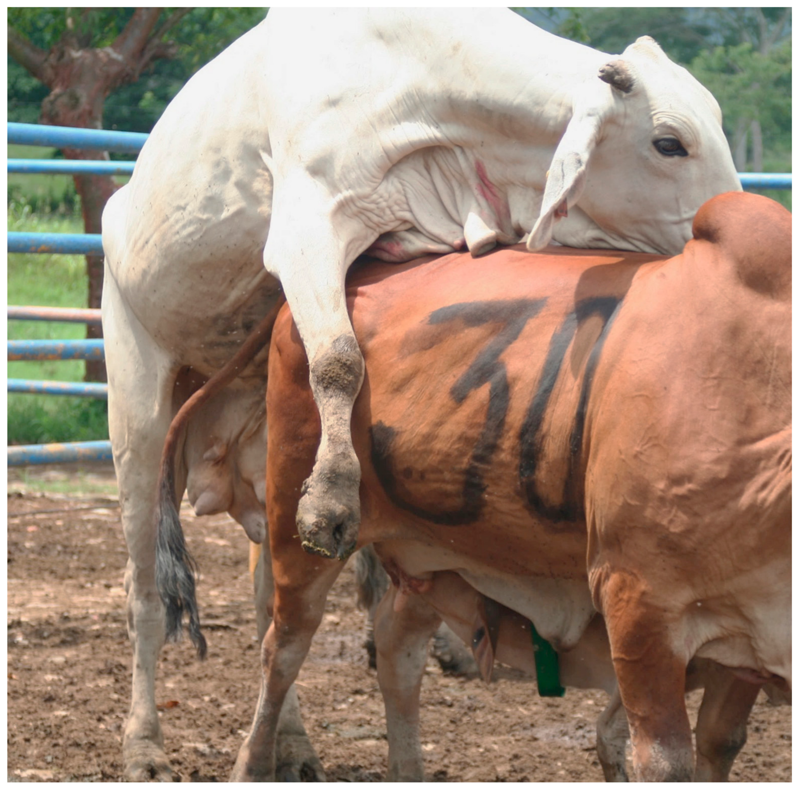 Animals | Free Full-Text | The Effect of Maternal Behavior around Calving  on Reproduction and Wellbeing of Zebu Type Cows and Calves