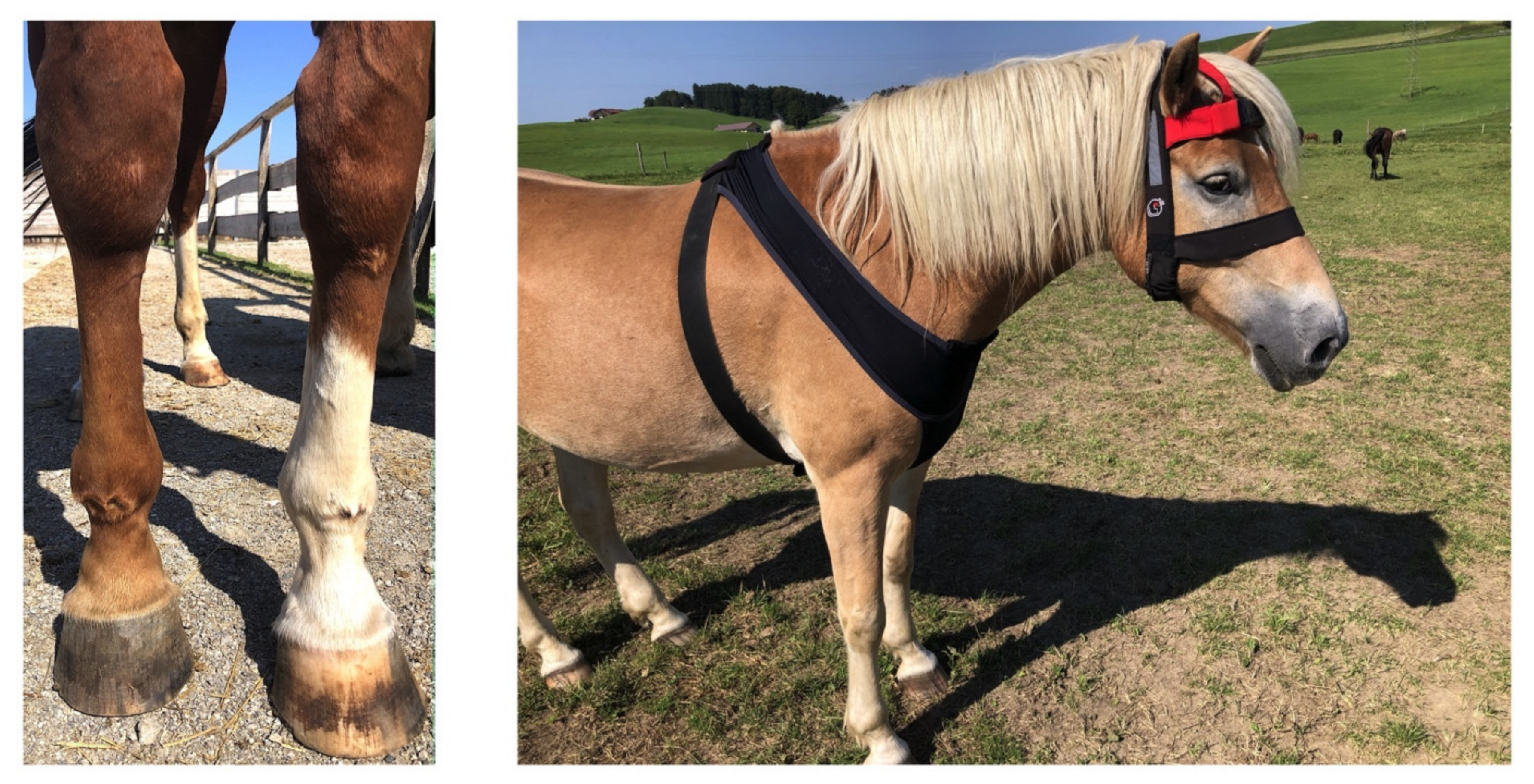 Animals | Free Full-Text | Recumbency as an Equine Welfare Indicator in  Geriatric Horses and Horses with Chronic Orthopaedic Disease