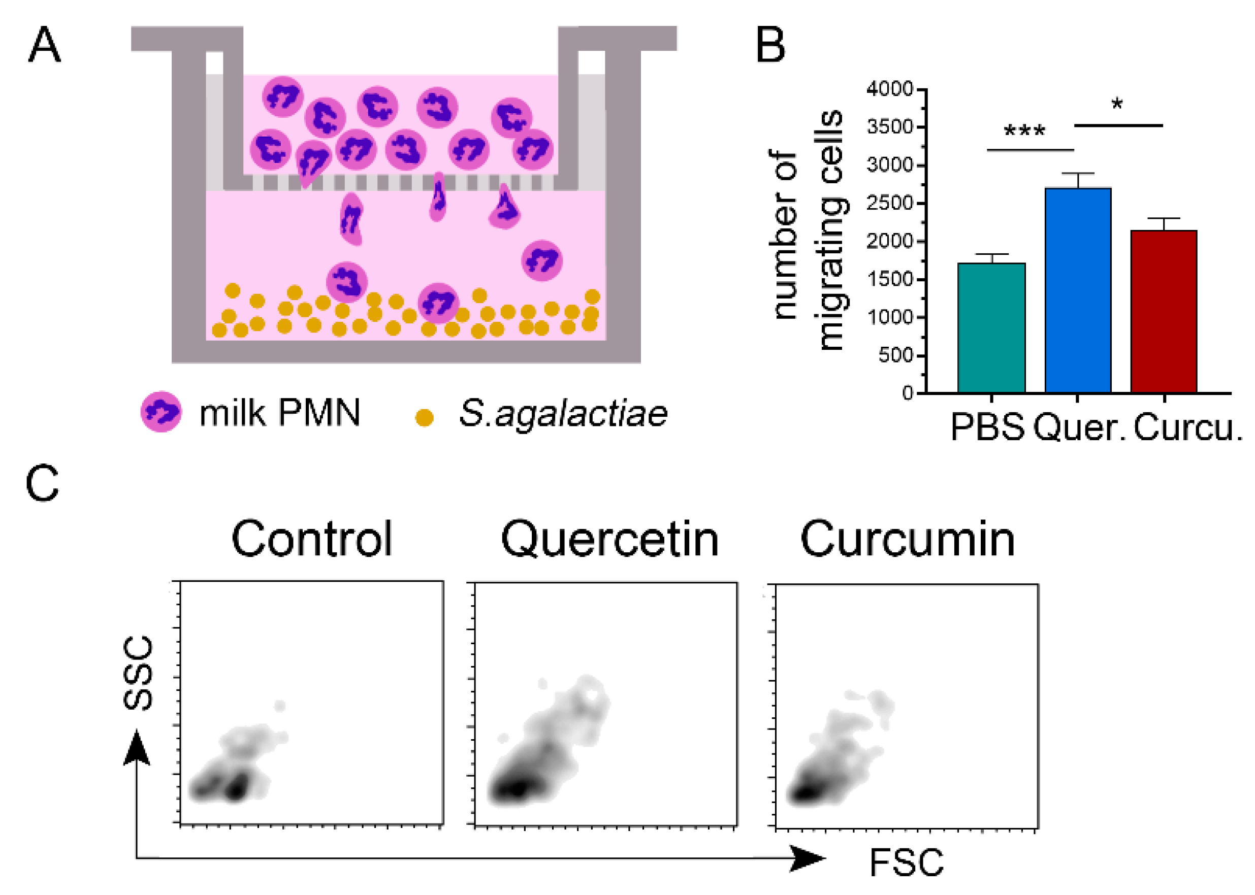 Animals | Free Full-Text | Immunomodulatory Effects of Herbal Compounds  Quercetin and Curcumin on Cellular and Molecular Functions of  Bovine-Milk-Isolated Neutrophils toward Streptococcus agalactiae Infection