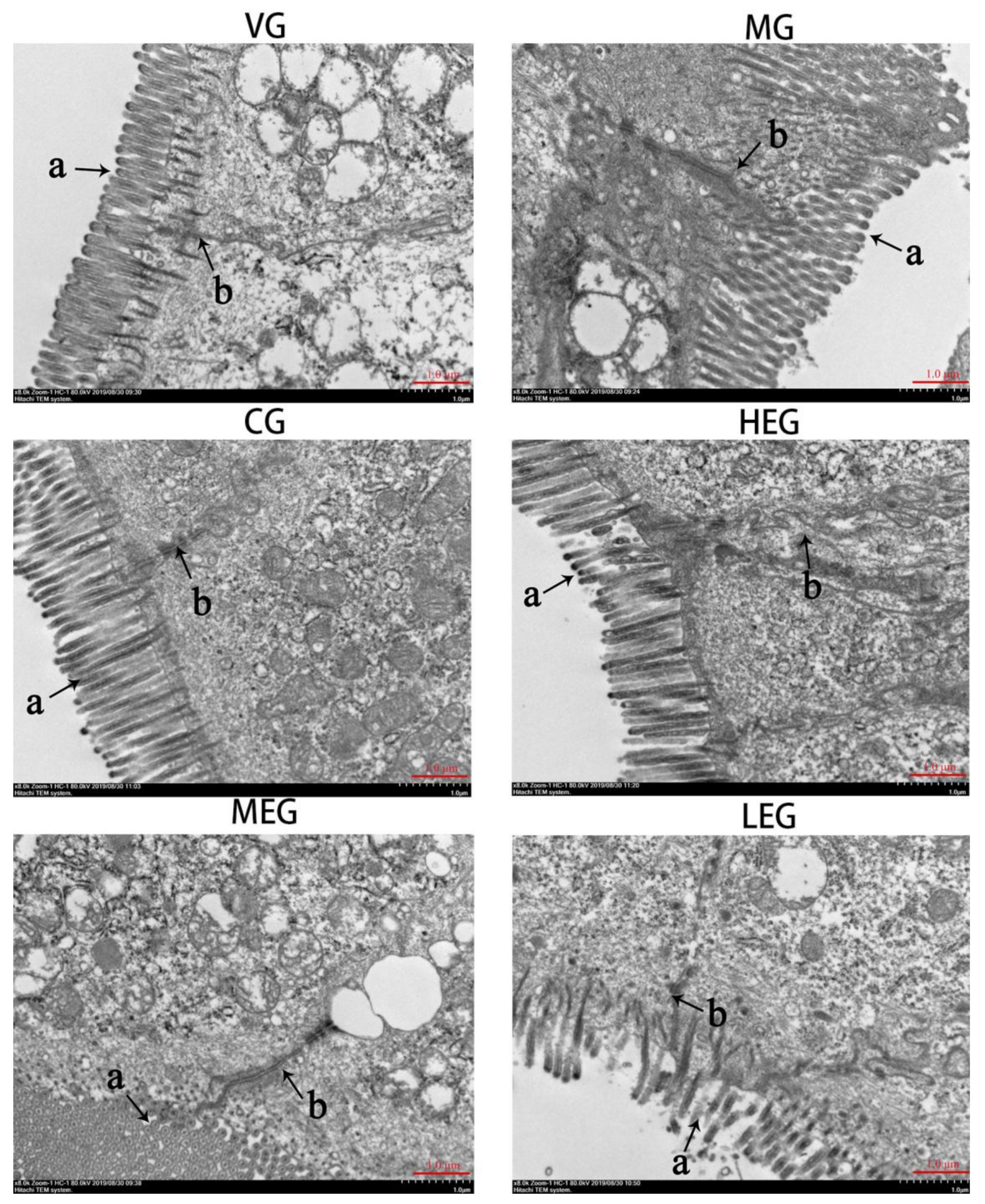 Animals 11 03314 g002