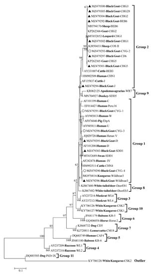 Animals Free Full Text Molecular Detection and Genotyping of