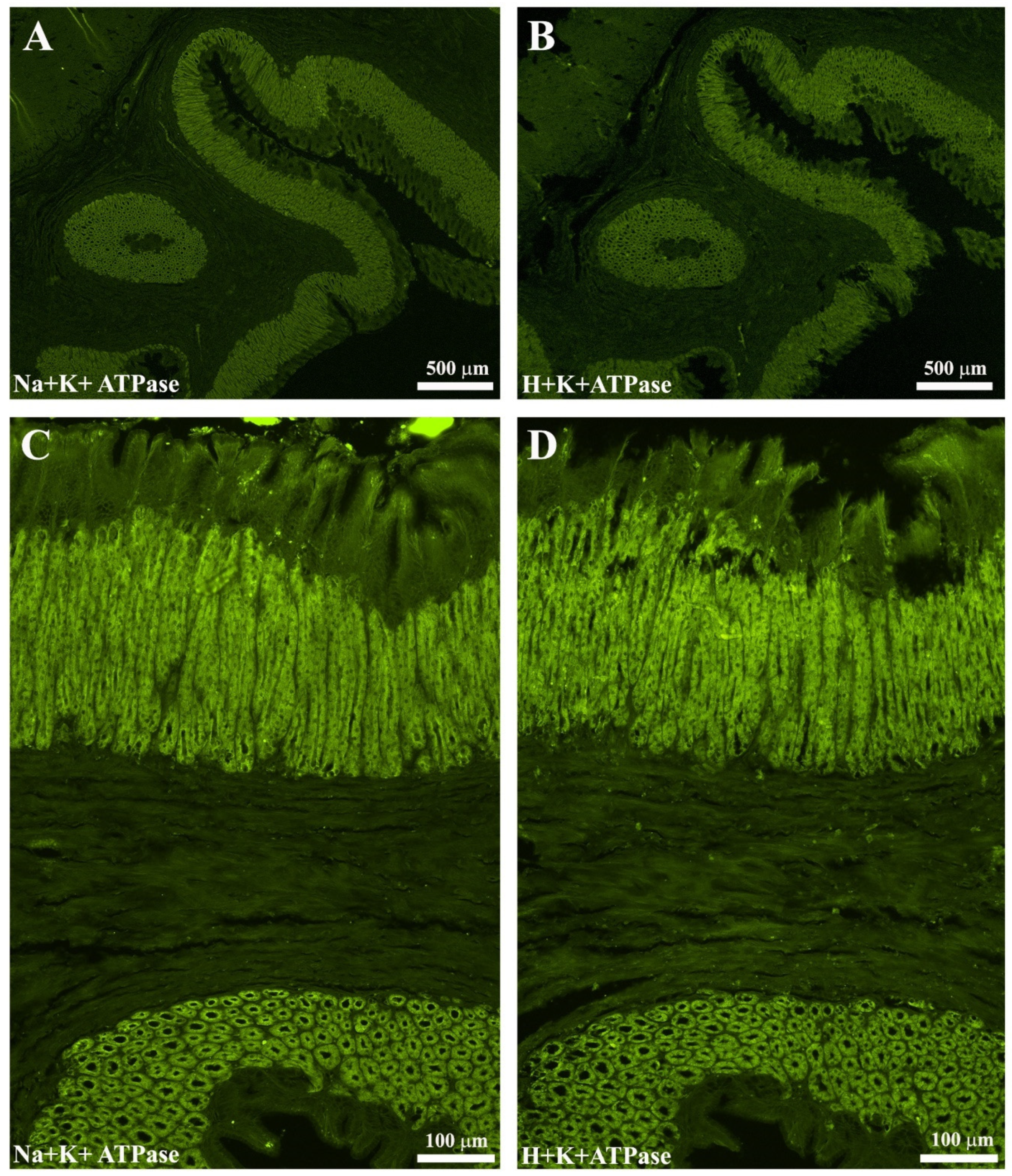 Animals 11 03401 g002