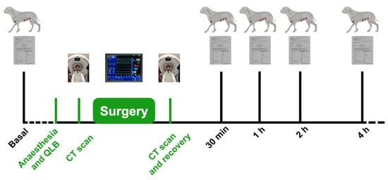 Animals | Free Full-Text | Evaluation of Quadratus Lumborum Block as Part  of an Opioid-Free Anaesthesia for Canine Ovariohysterectomy