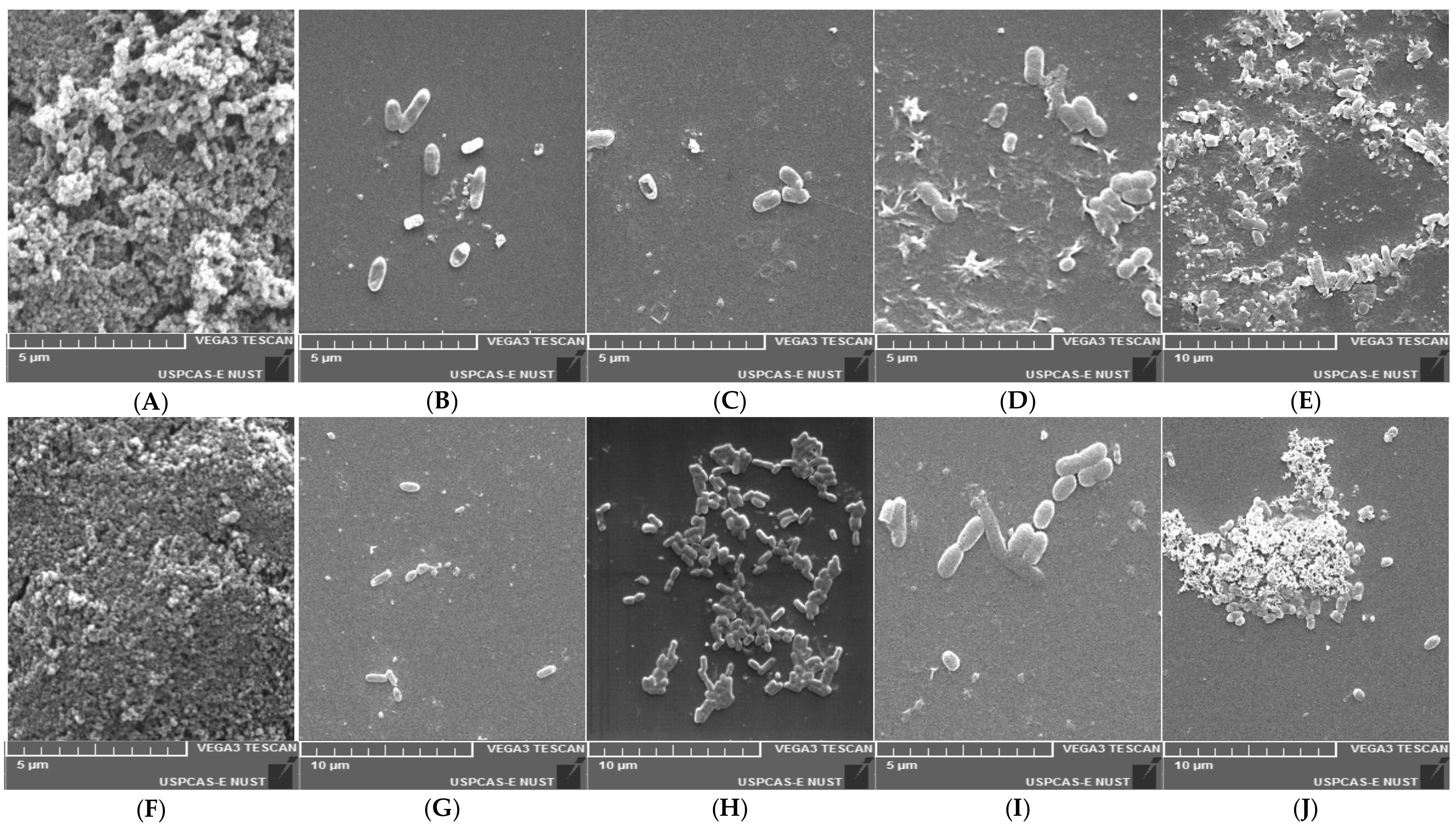 Animals 11 03435 g007