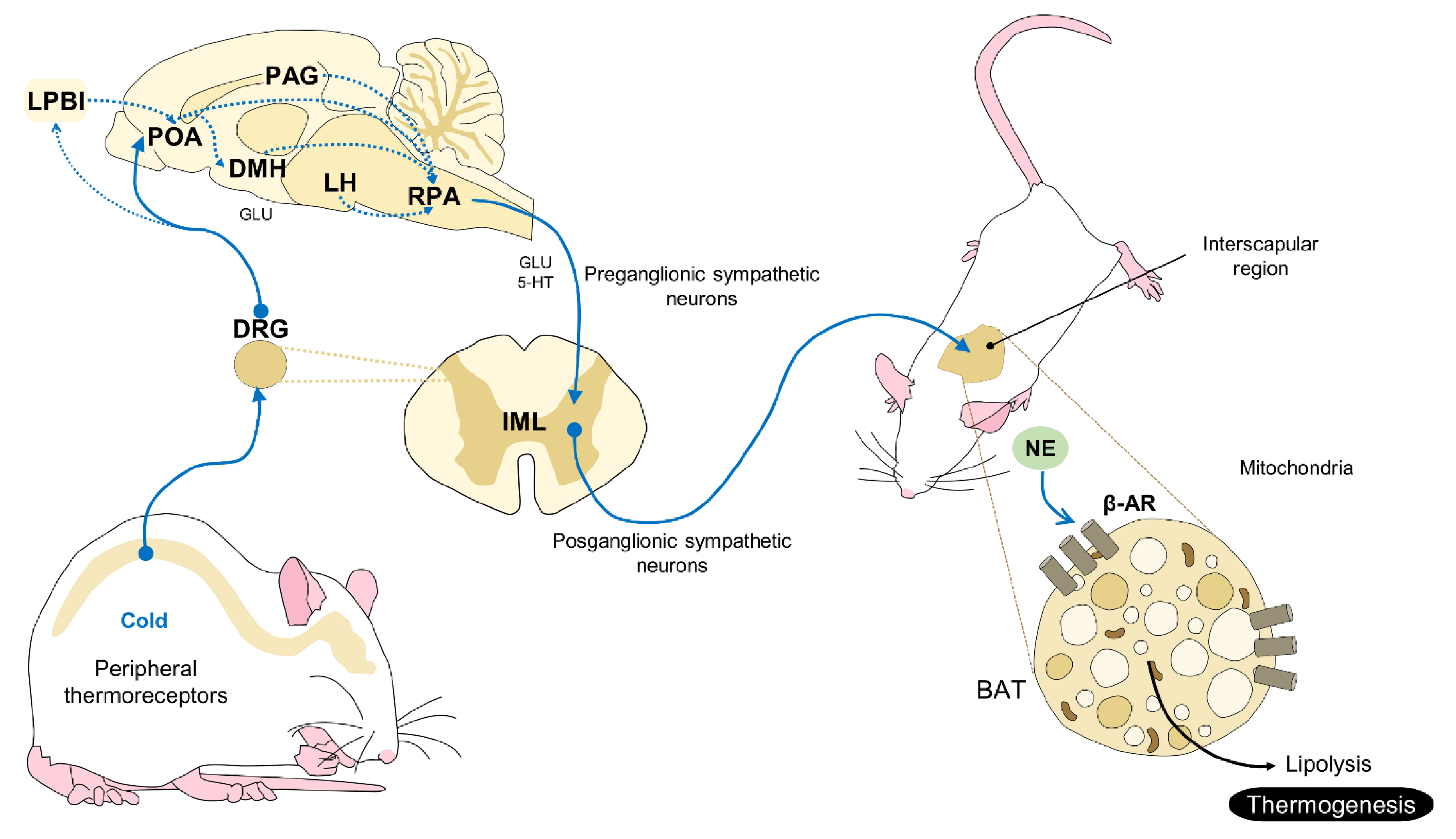 Animals 11 03448 g002