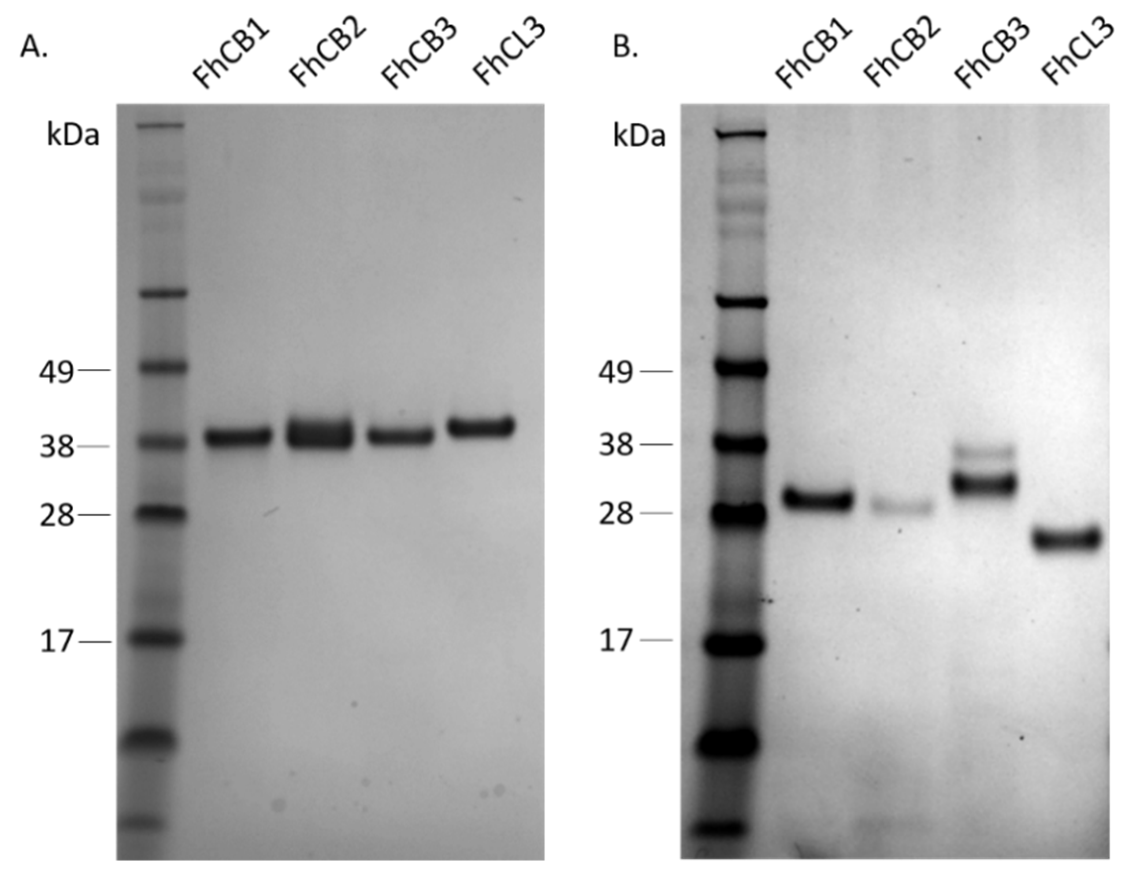 Animals 11 03495 g001