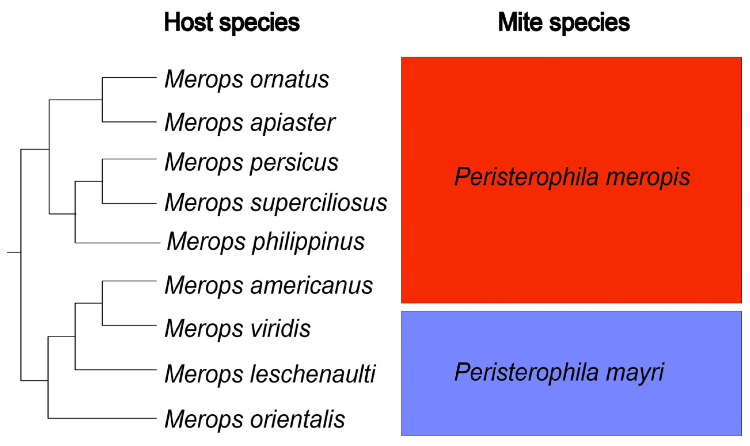 Animals | Free Full-Text | The Occurrence of Quill Mites (Arachnida:  Acariformes: Syringophilidae) on Bee-Eaters (Aves: Coraciiformes:  Meropidae: Merops) of Two Sister Clades