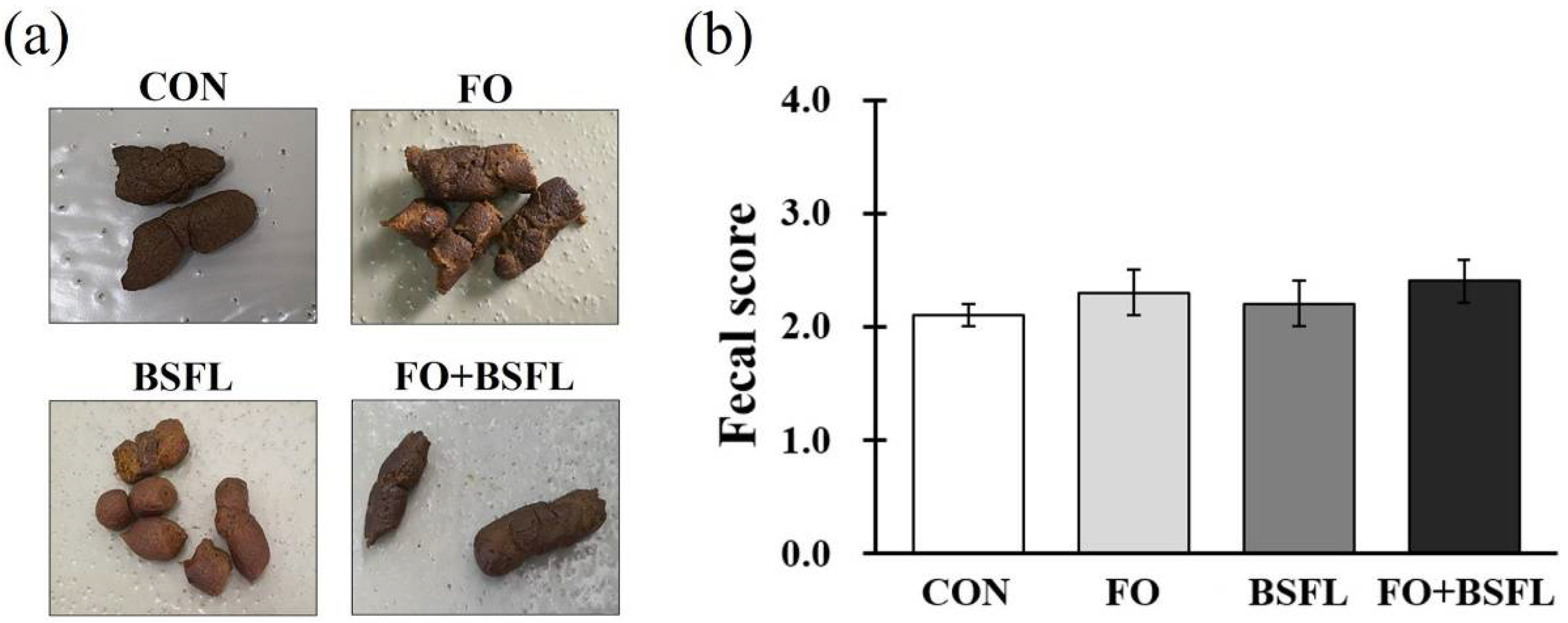 1000 Crickets + 200 BSFL Special