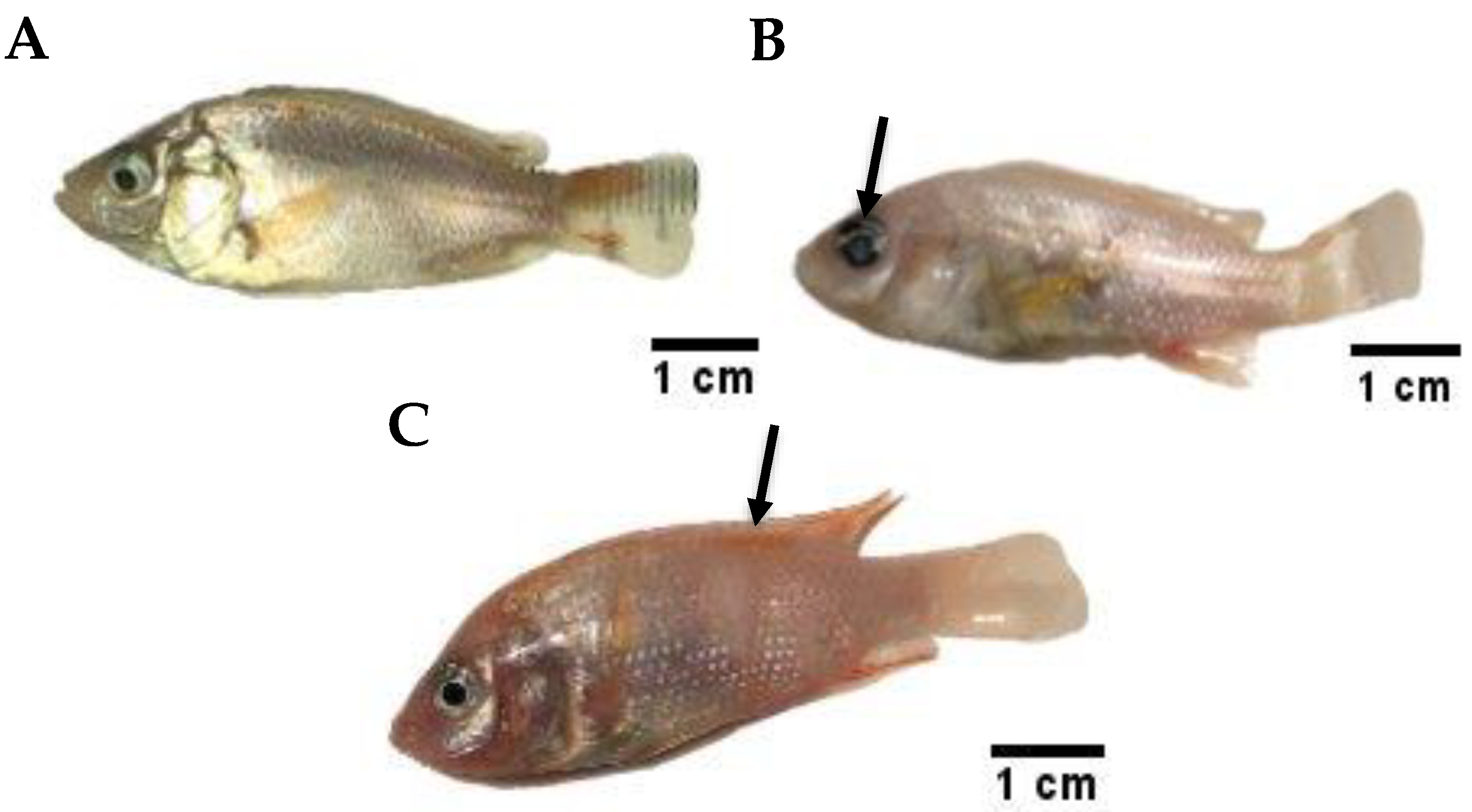 Animals 11 03514 g003