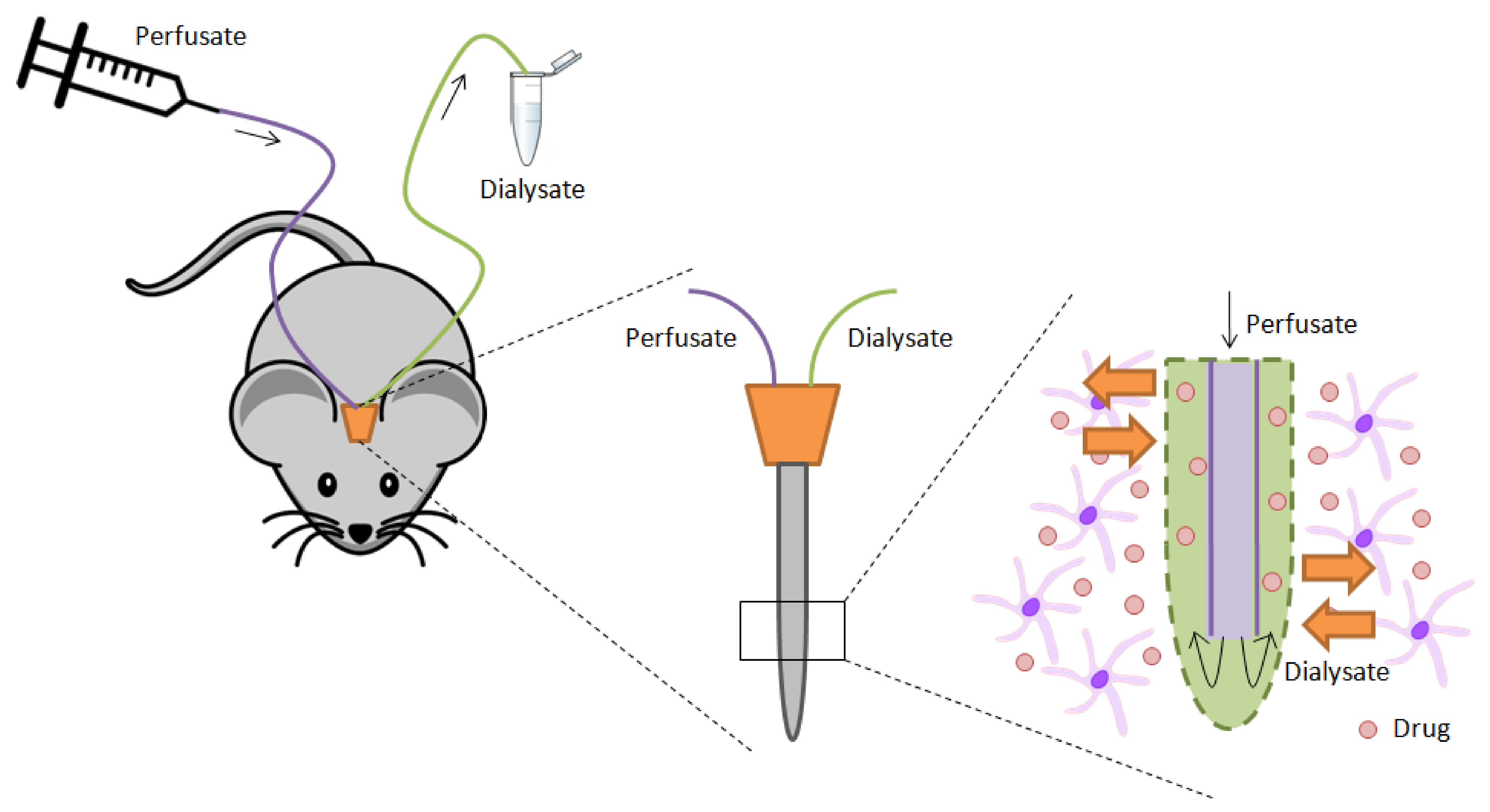 Animals 11 03521 g001