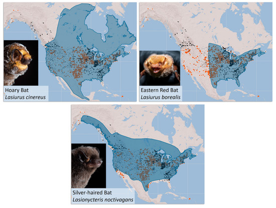 migratory bat maps