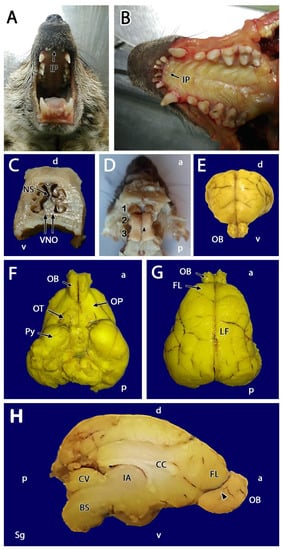 Animals Free Full Text Neuroanatomical and Immunohistological