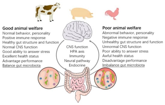 Into the Wild: Animal Microbiomes in Conservation