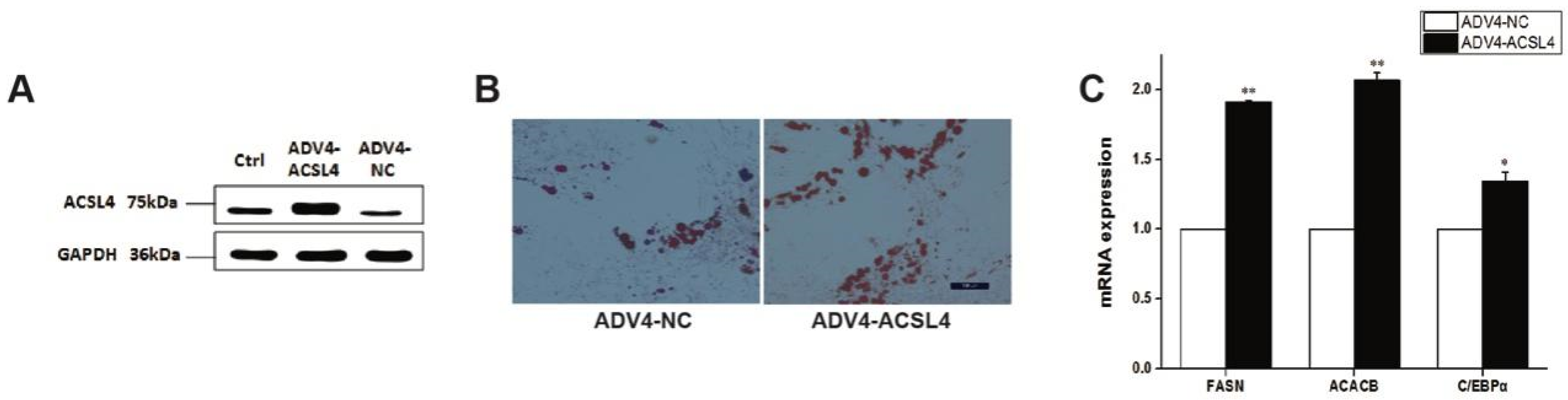 Animals 12 00119 g004