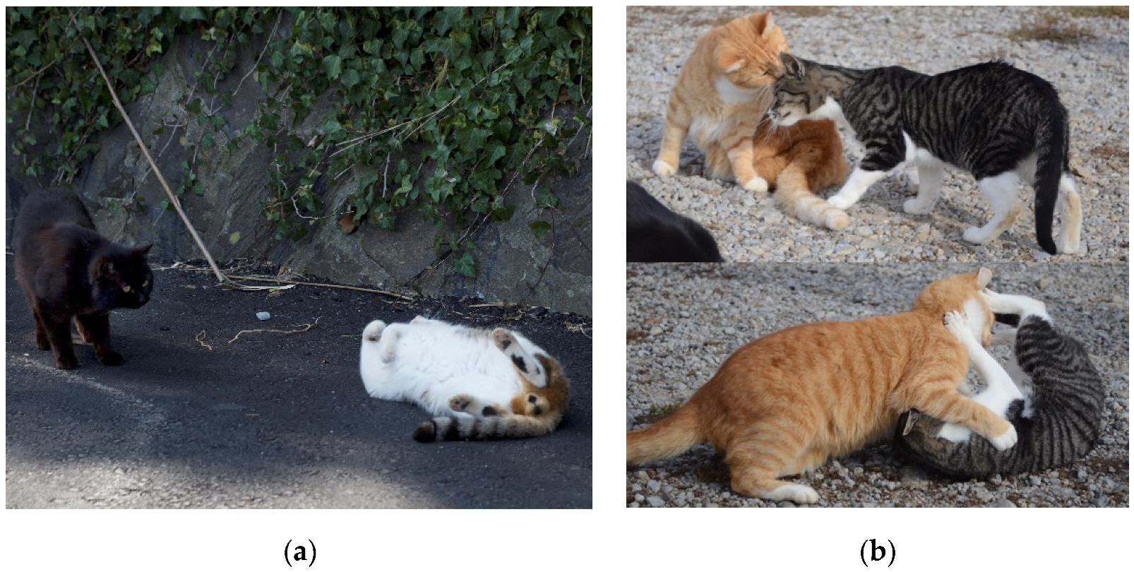 Animals | Free Full-Text | The Social Lives of Free-Ranging Cats