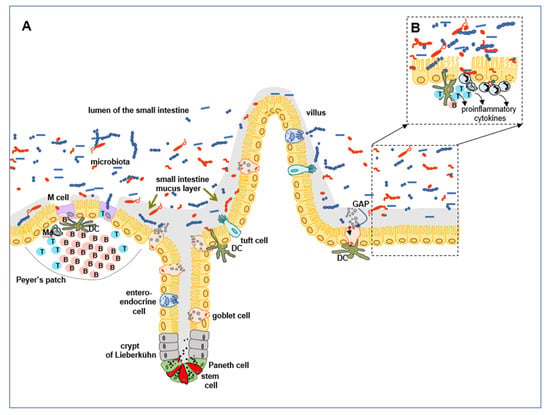 Animals | Free Full-Text | Integrity of the Intestinal Barrier: The  Involvement of Epithelial Cells and Microbiota&mdash;A Mutual Relationship  | HTML