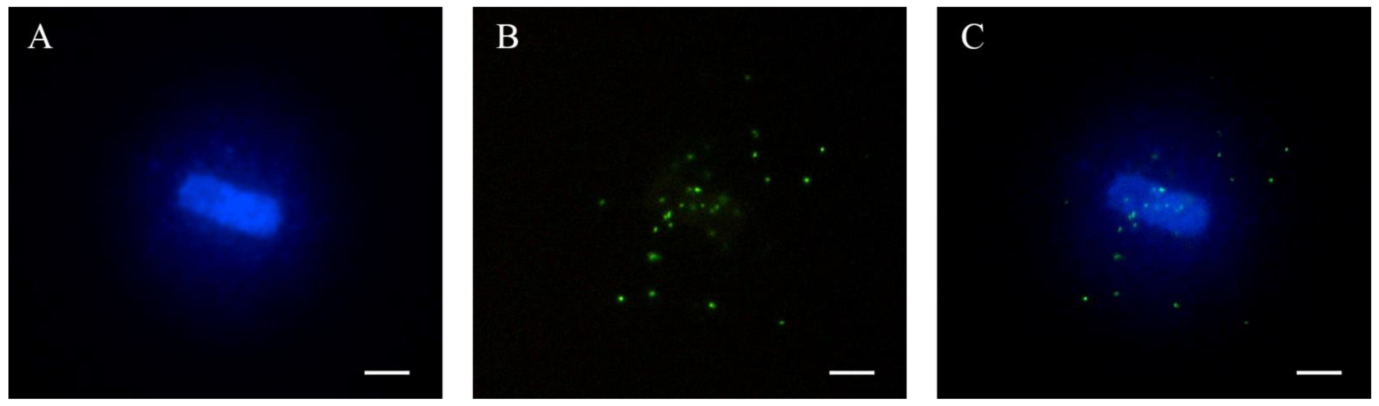 Animals 12 00204 g001