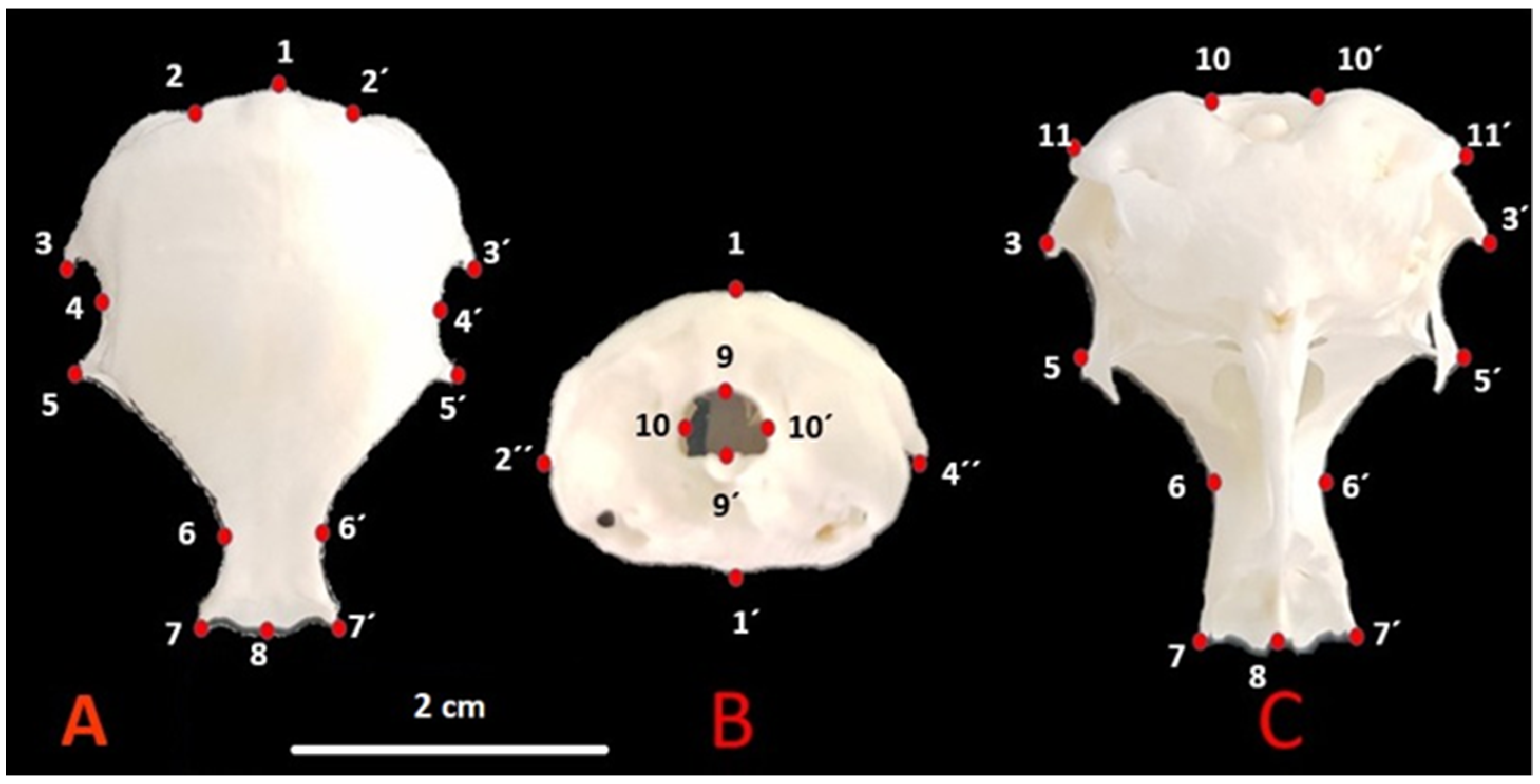Wwwxnxxnxx - Animals | Free Full-Text | Sex Determination in Japanese Quails (Coturnix  japonica) Using Geometric Morphometrics of the Skull