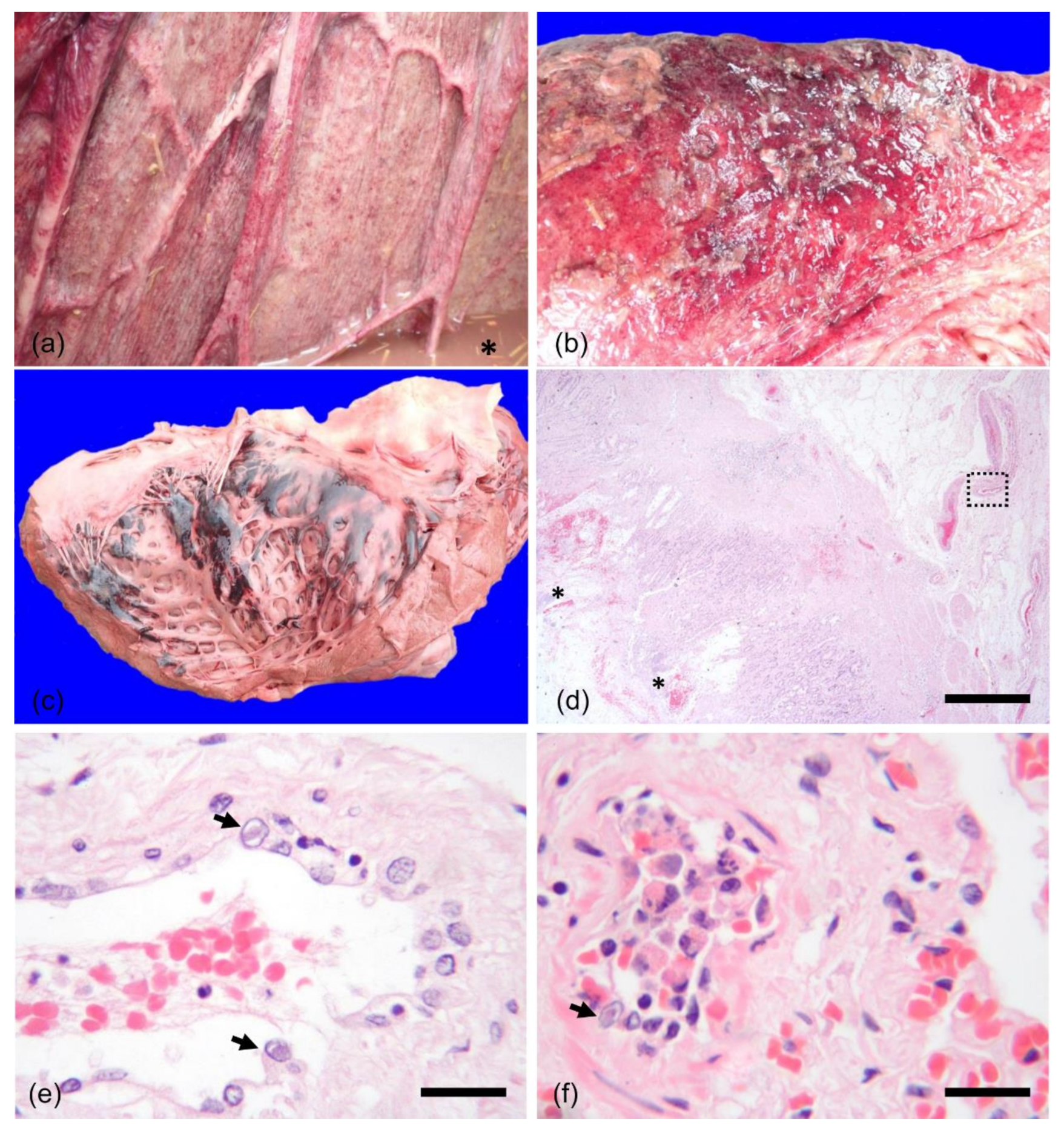 Animals Free Full Text Elephant Endotheliotropic Herpesvirus 4