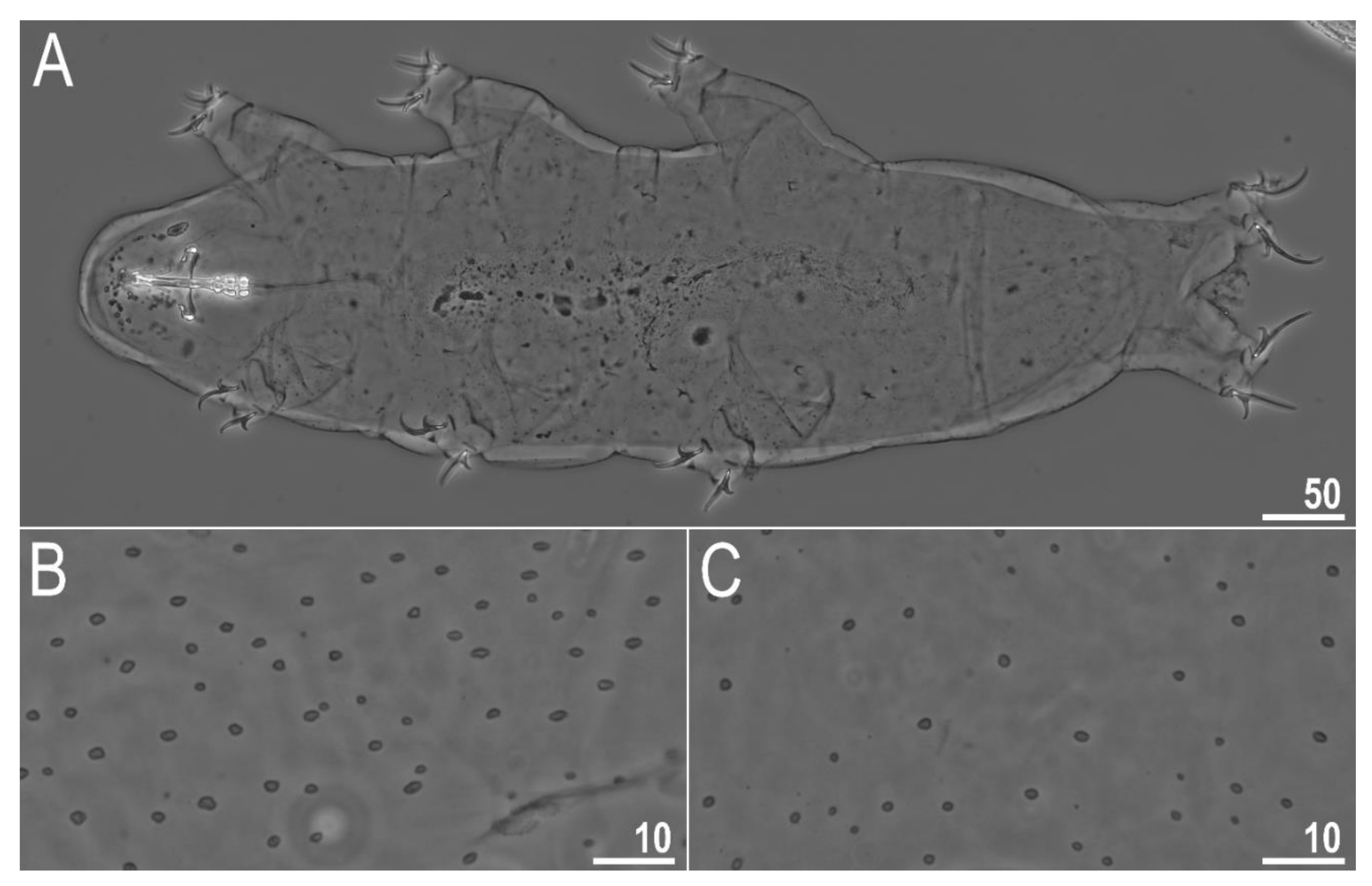 Animals 12 00404 g002